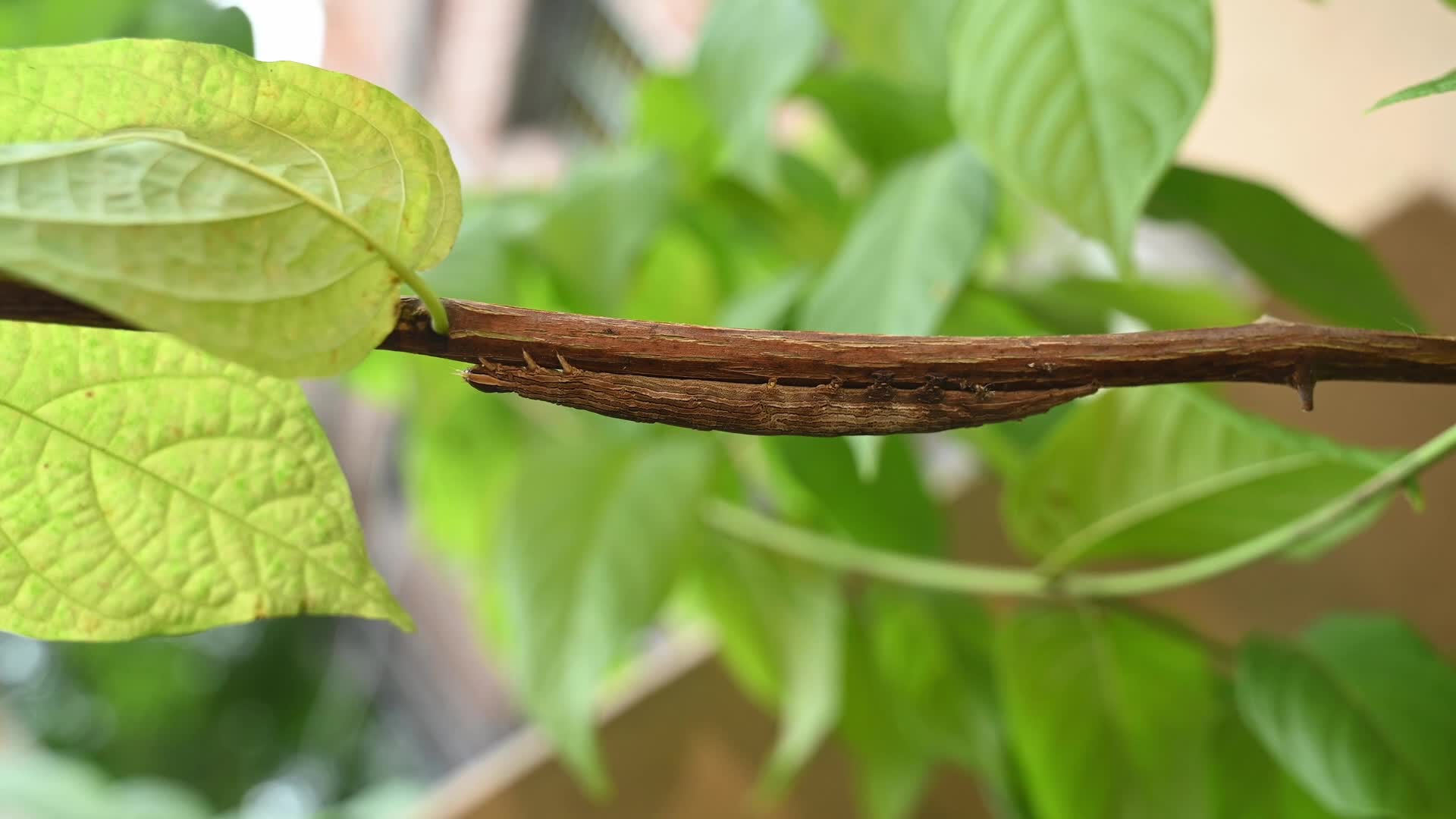 Inchworm Camouflage - Stick-like caterpillar - Combretum indicum vine - Animal India