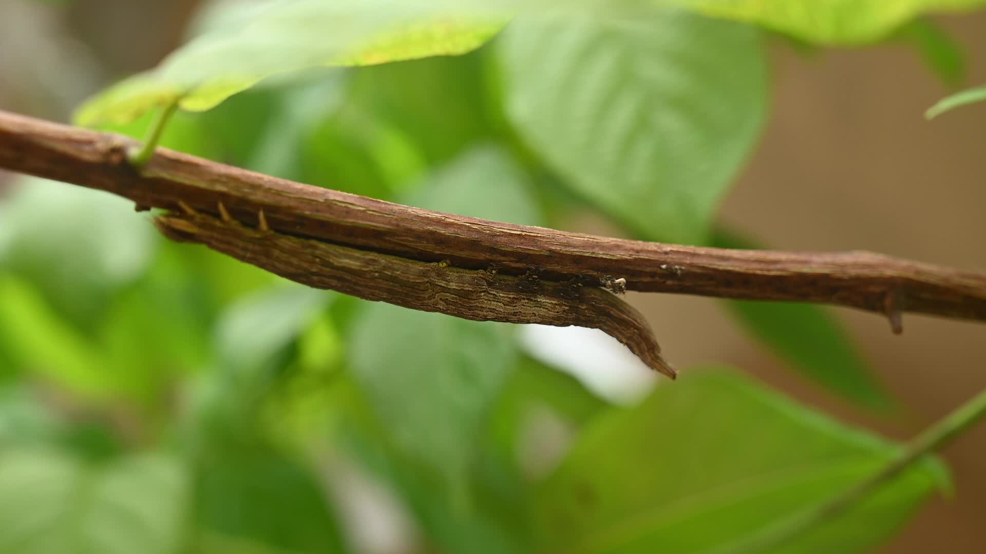 Inchworm Camouflage - Stick-like caterpillar - Combretum indicum vine - Animal India