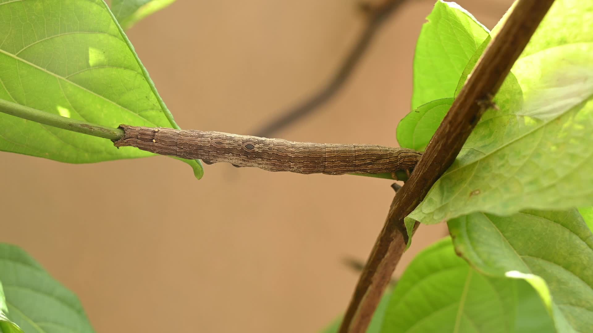 Inchworm Camouflage - Stick-like caterpillar - Combretum indicum vine - Animal India