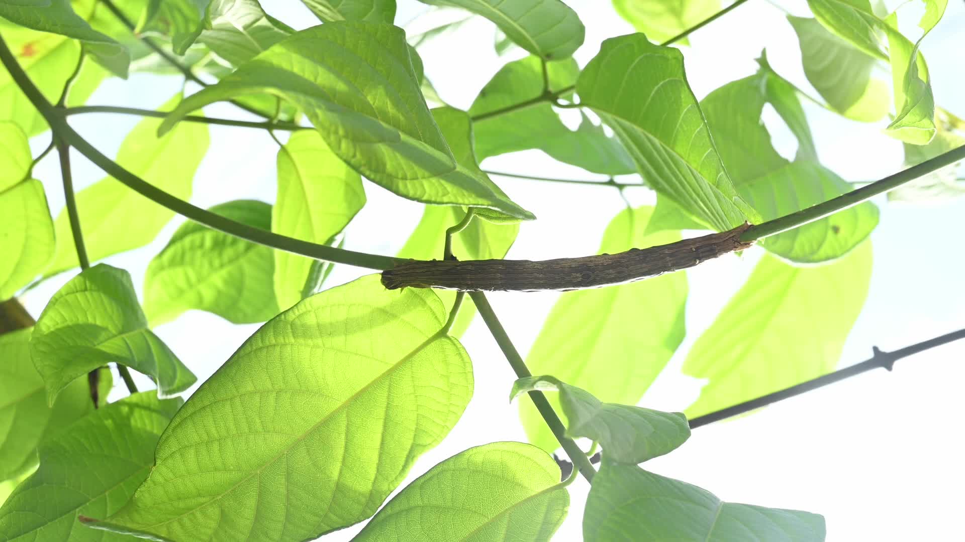 Inchworm Camouflage - Stick-like caterpillar - Combretum indicum vine - Animal India
