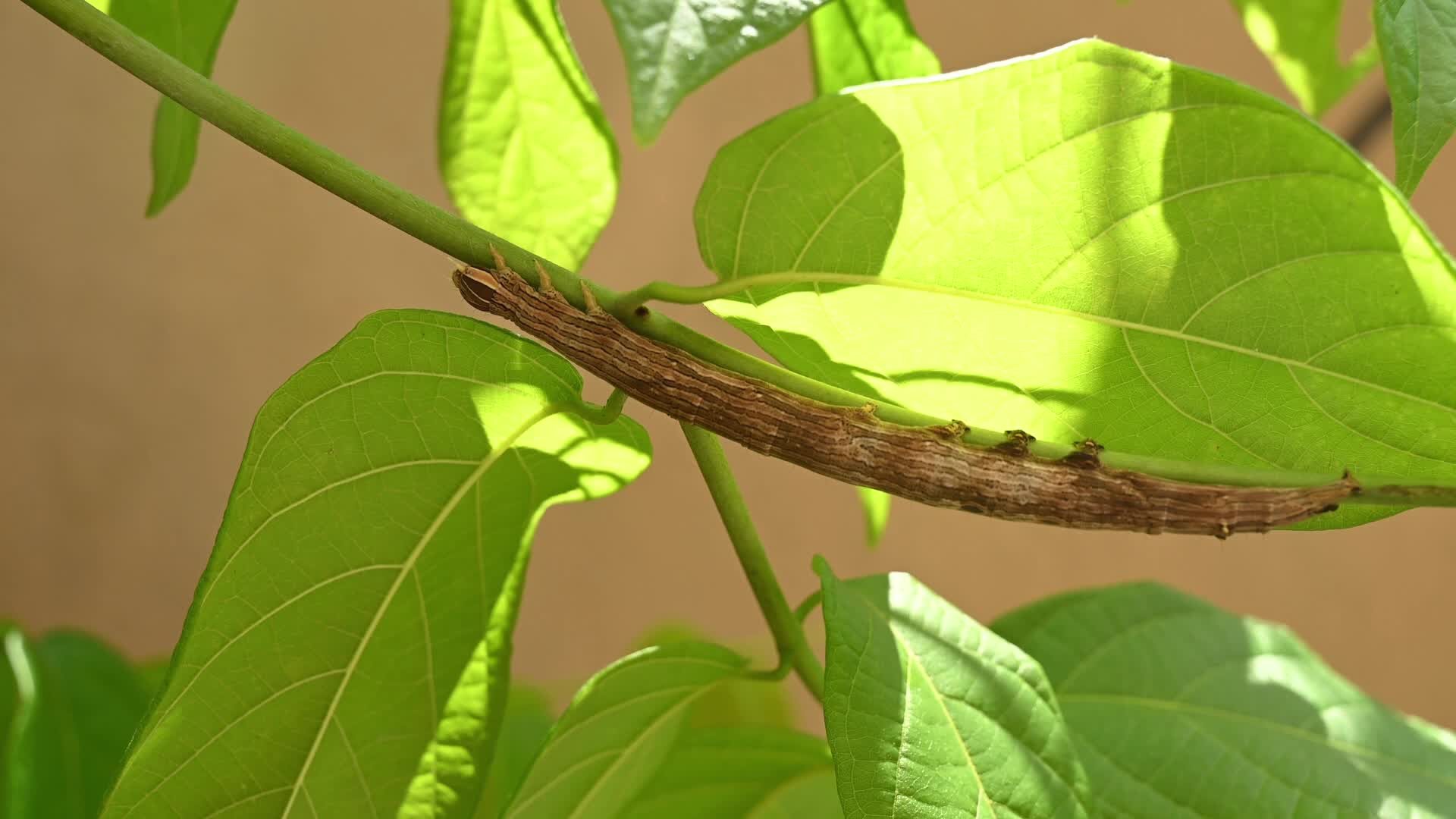 Inchworm Camouflage - Stick-like caterpillar - Combretum indicum vine - Animal India