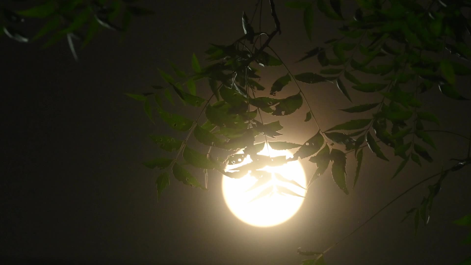 September Full Moon - Harvest Moon
