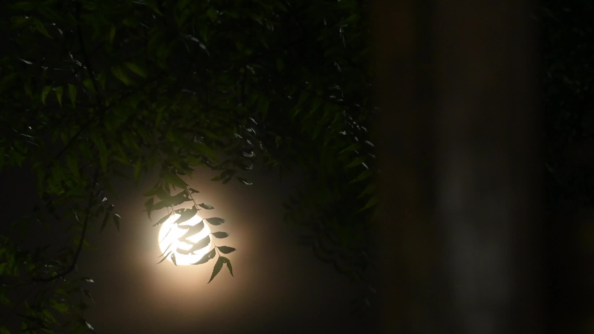 September Full Moon - Harvest Moon