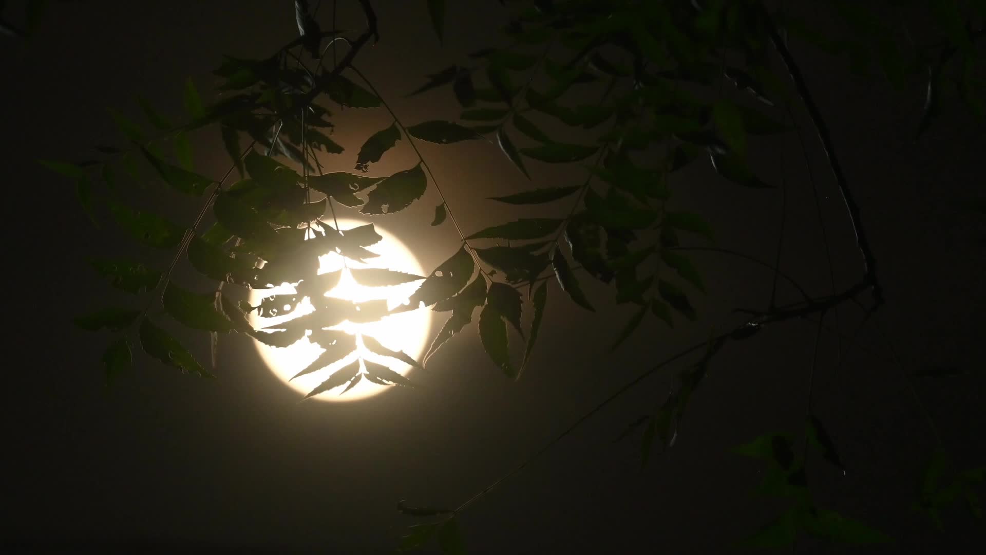 September Full Moon - Harvest Moon