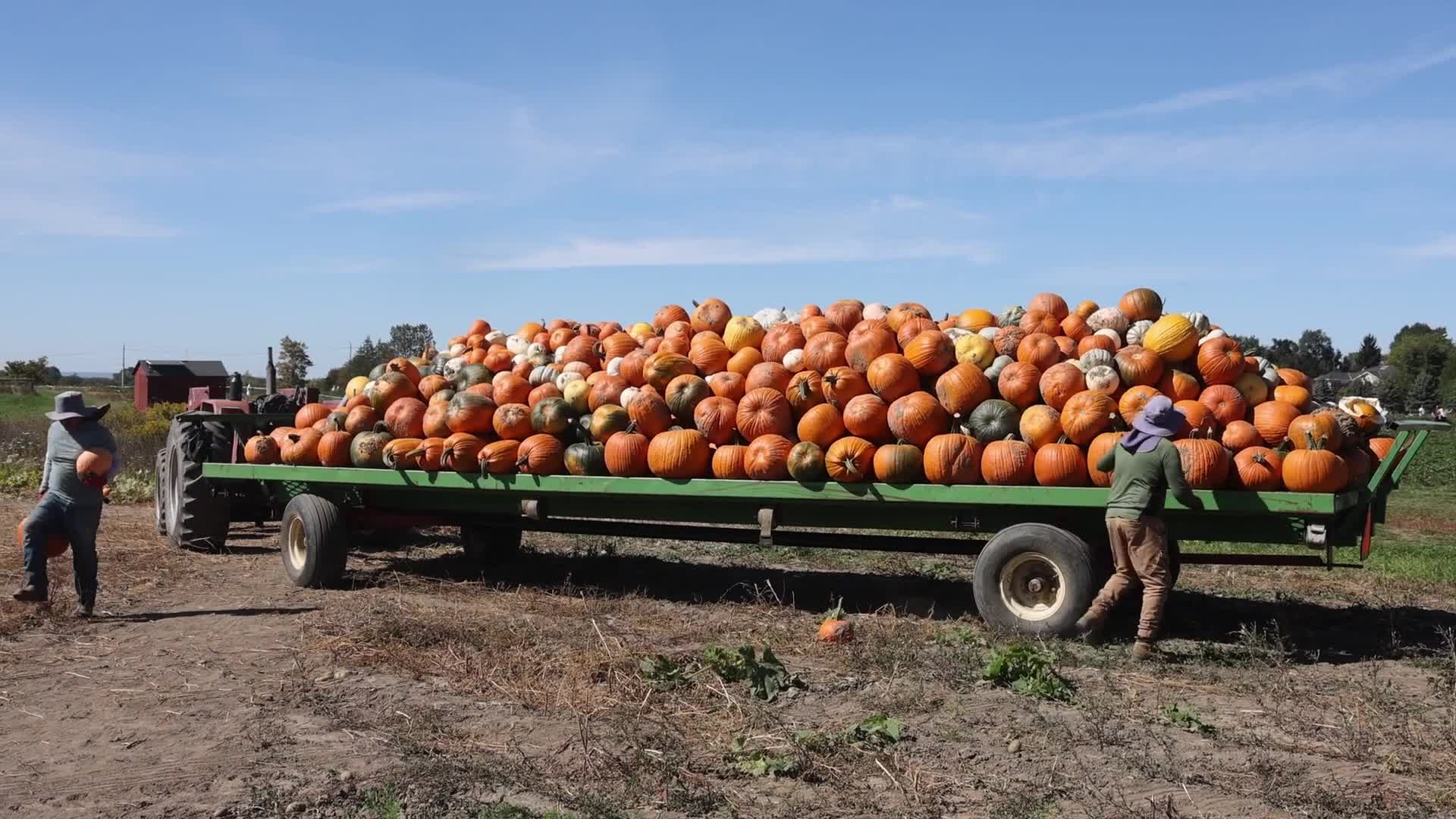 Migrant farm workers from Mexico unload pumpkins at a farm in Canada
