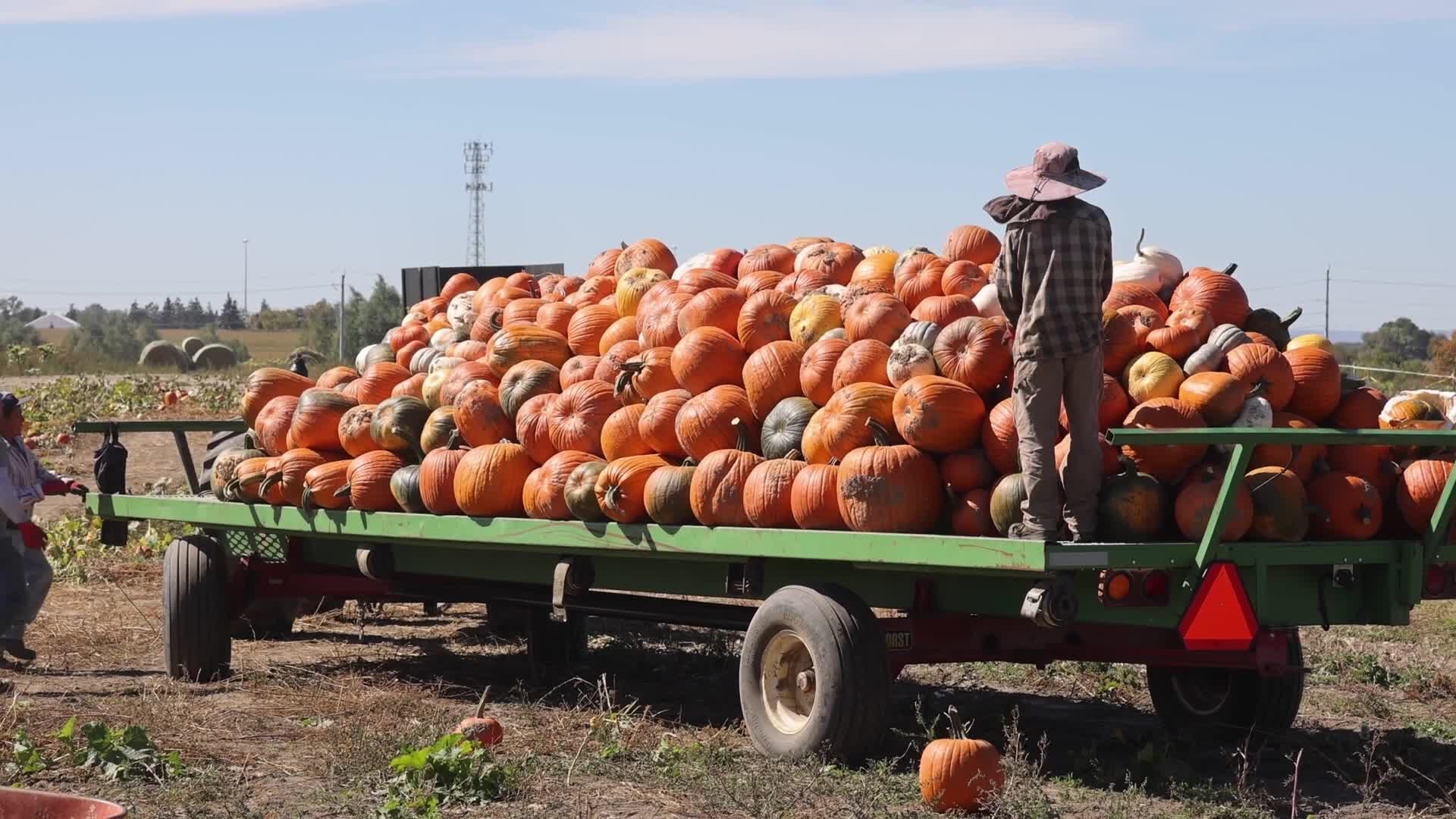 Migrant farm workers from Mexico unload pumpkins at a farm in Canada