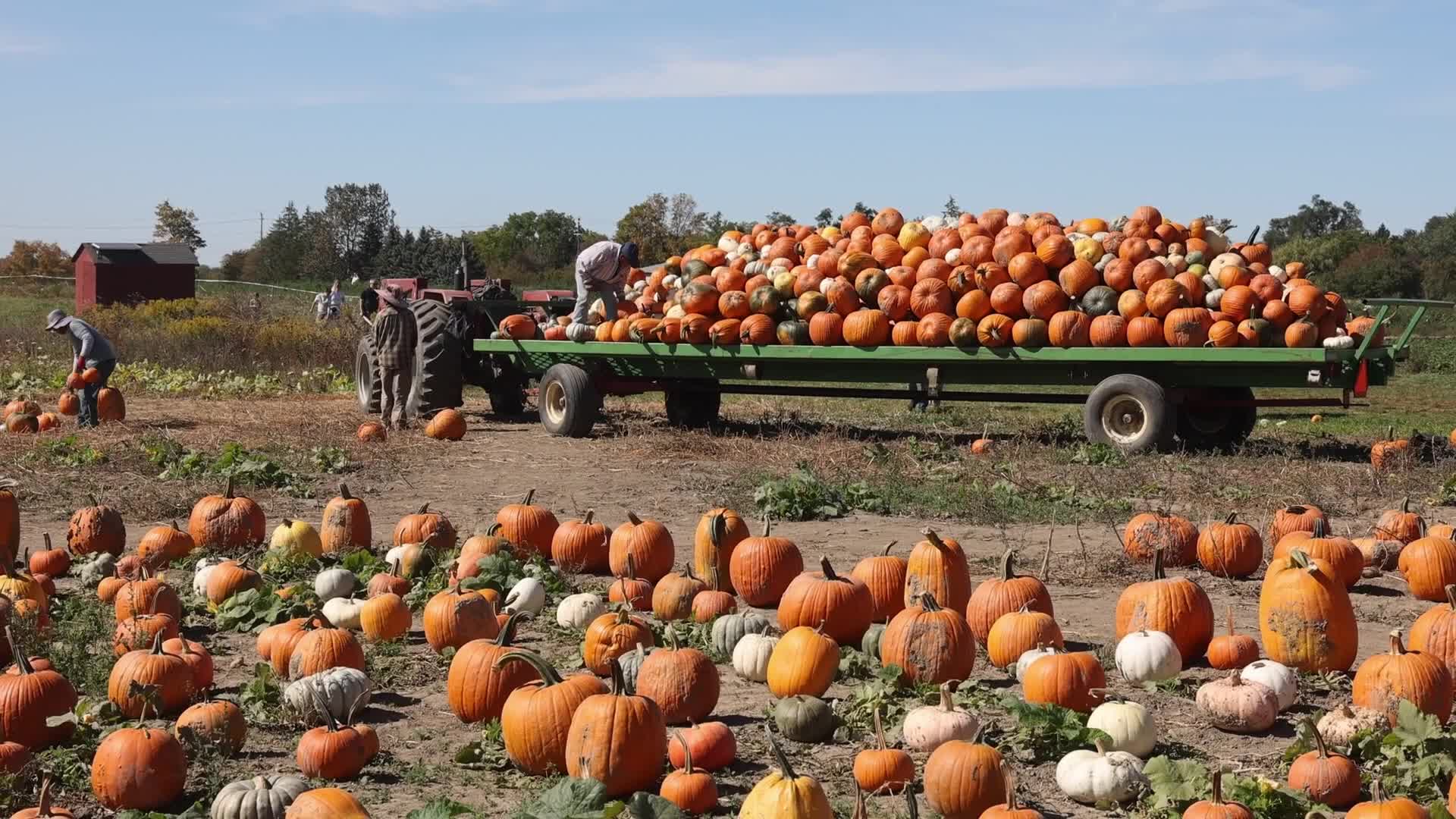 Migrant farm workers from Mexico unload pumpkins at a farm in Canada