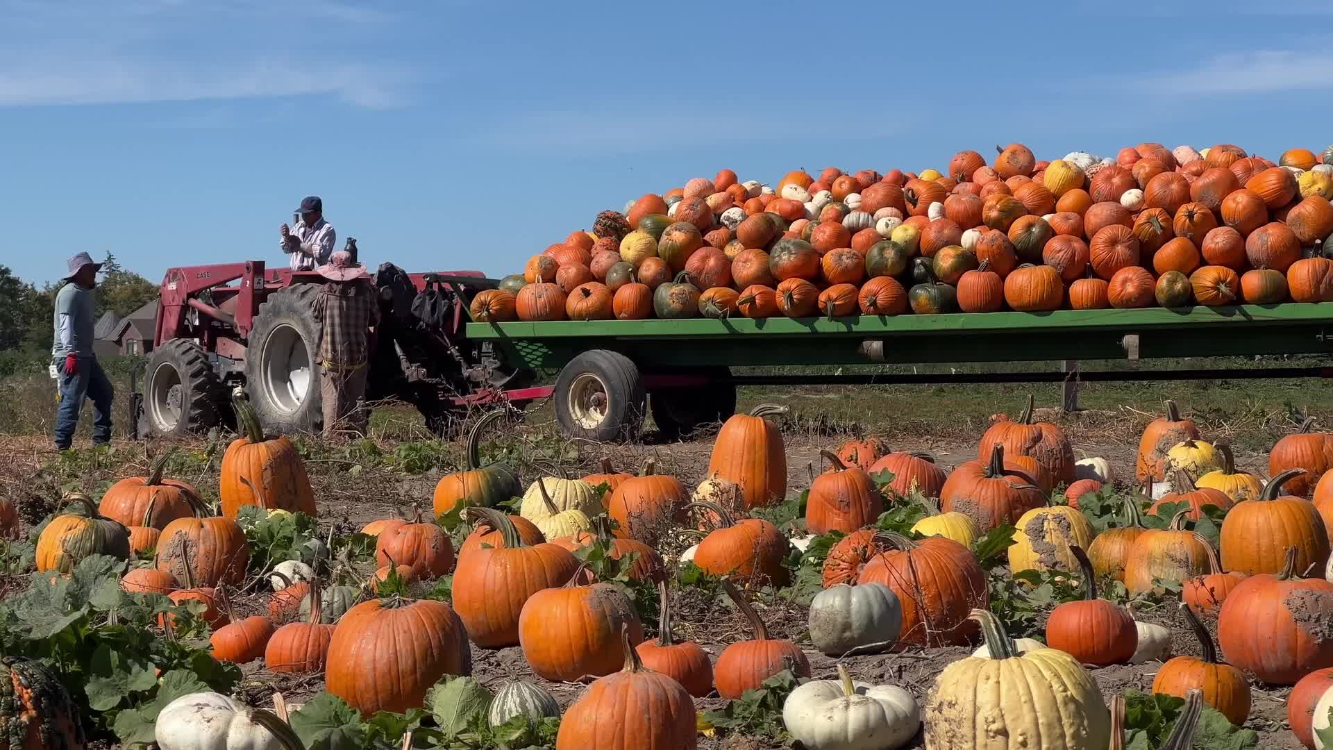 Migrant farm workers from Mexico unload pumpkins at a farm in Canada