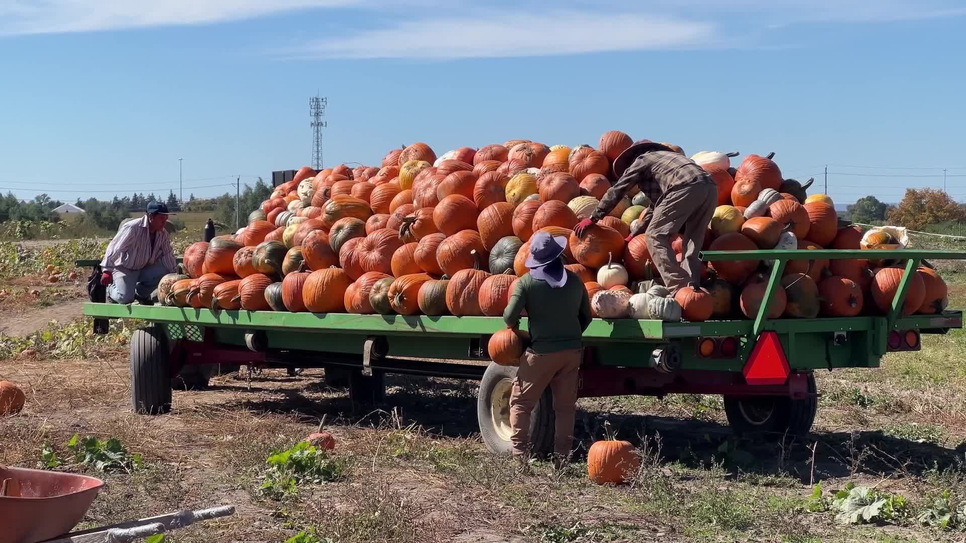 Migrant farm workers from Mexico unload pumpkins at a farm in Canada