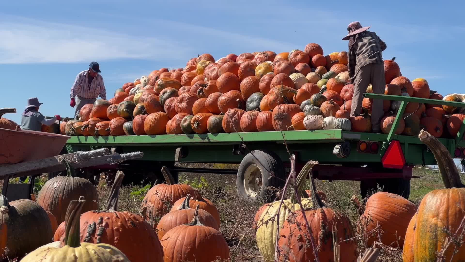 Migrant farm workers from Mexico unload pumpkins at a farm in Canada