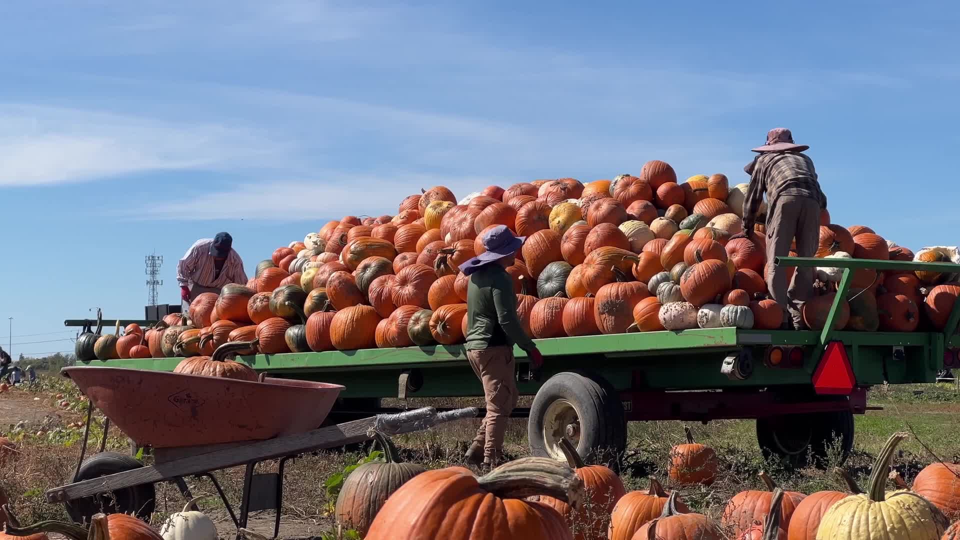 Migrant farm workers from Mexico unload pumpkins at a farm in Canada