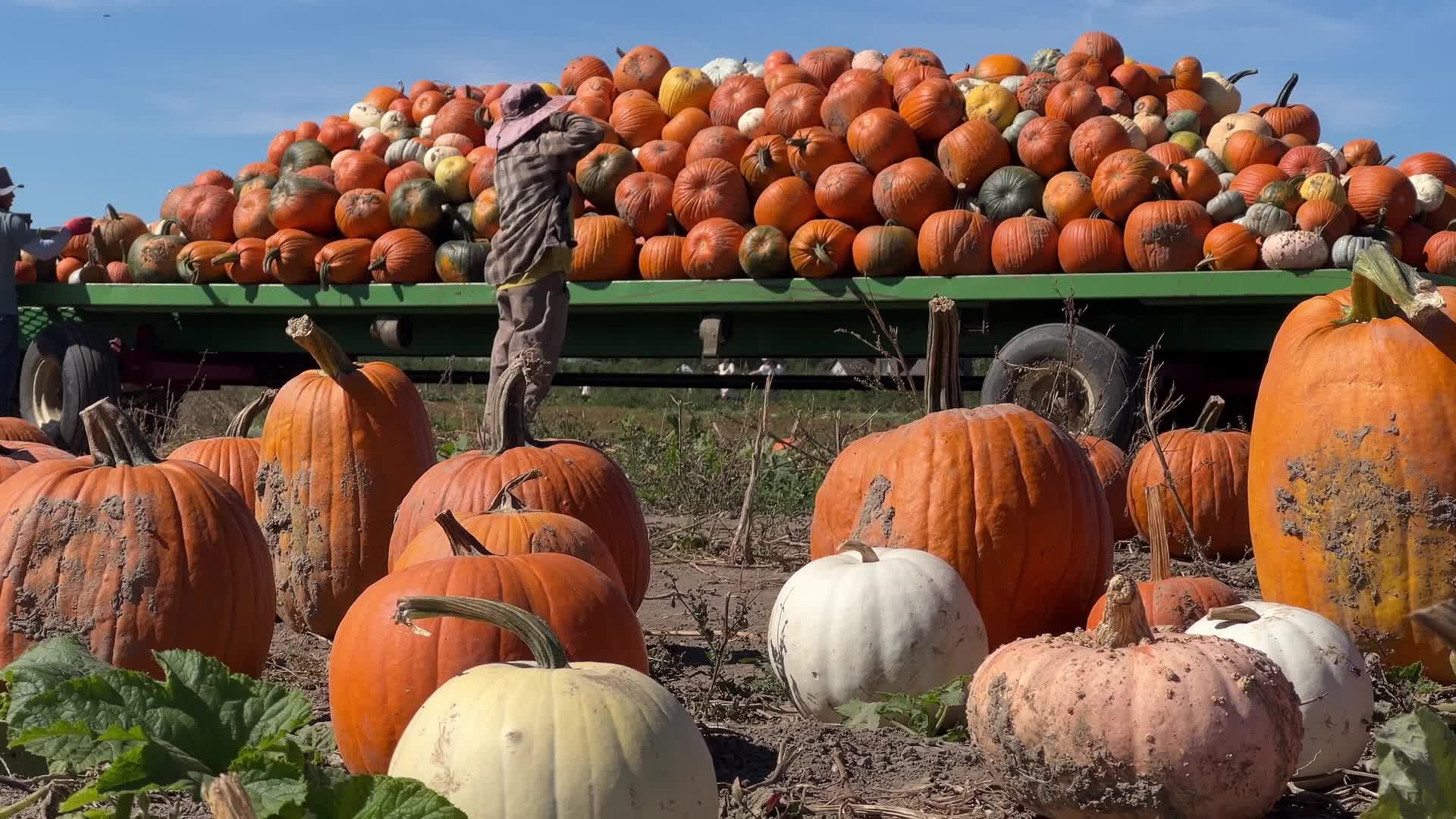 Migrant farm workers from Mexico unload pumpkins at a farm in Canada
