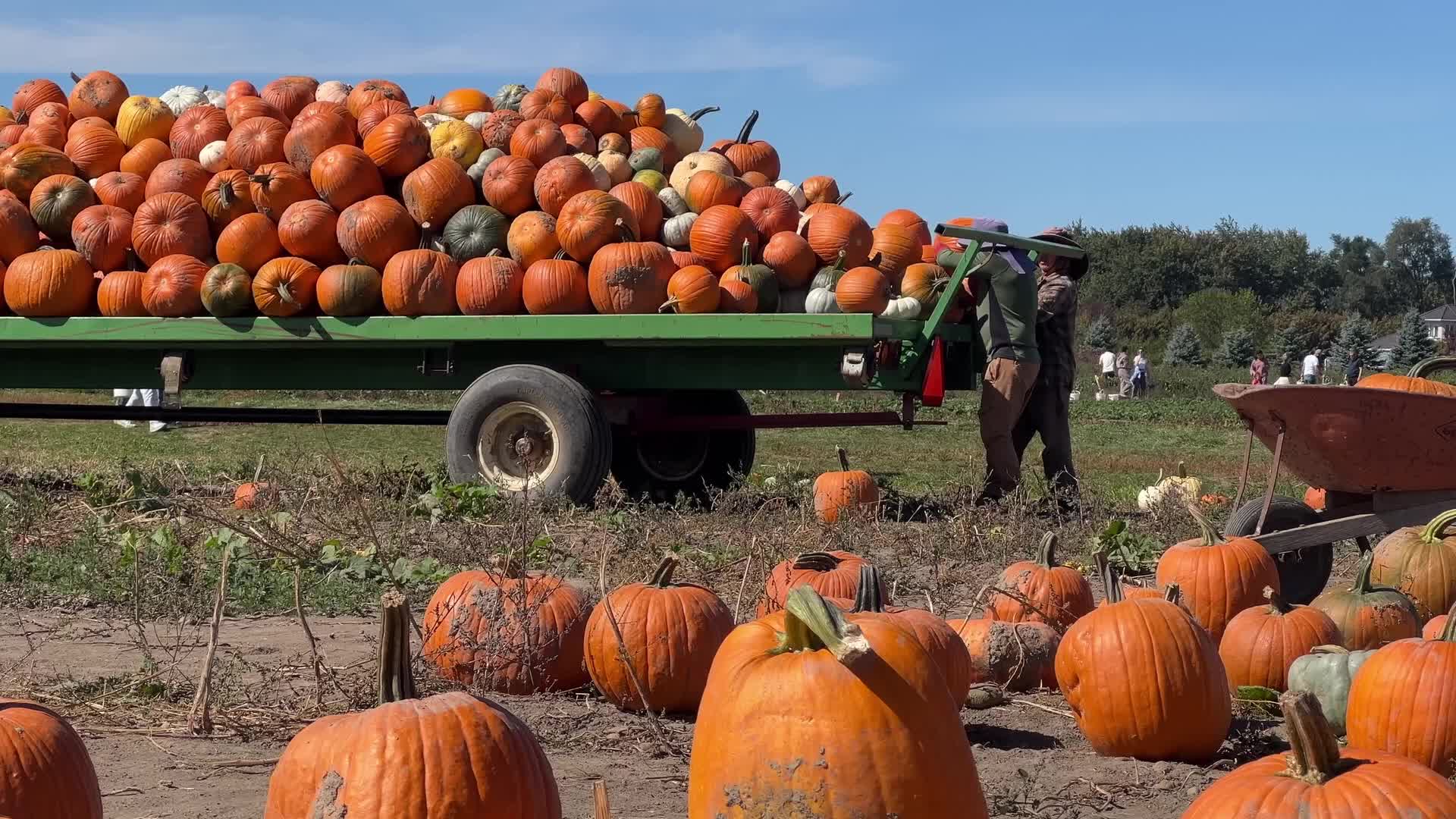 Migrant farm workers from Mexico unload pumpkins at a farm in Canada