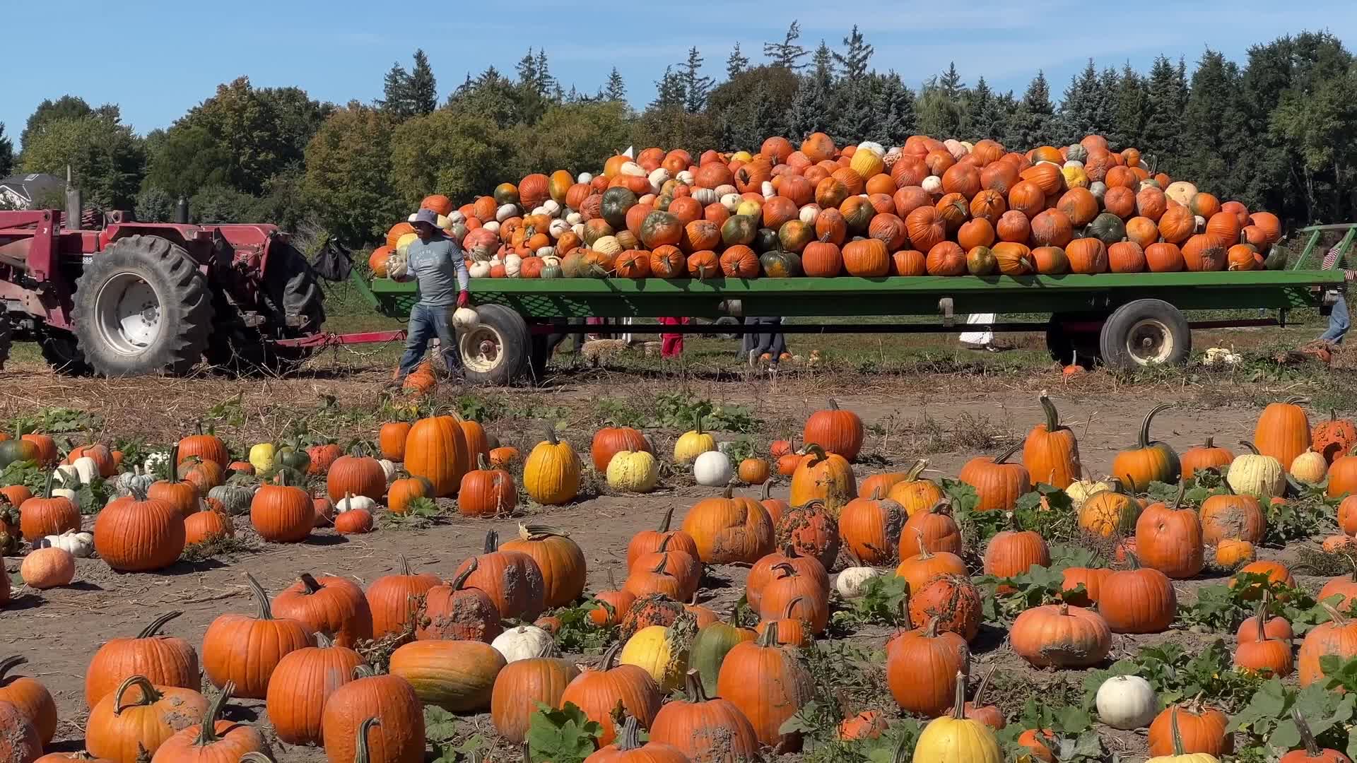 Migrant farm workers from Mexico unload pumpkins at a farm in Canada