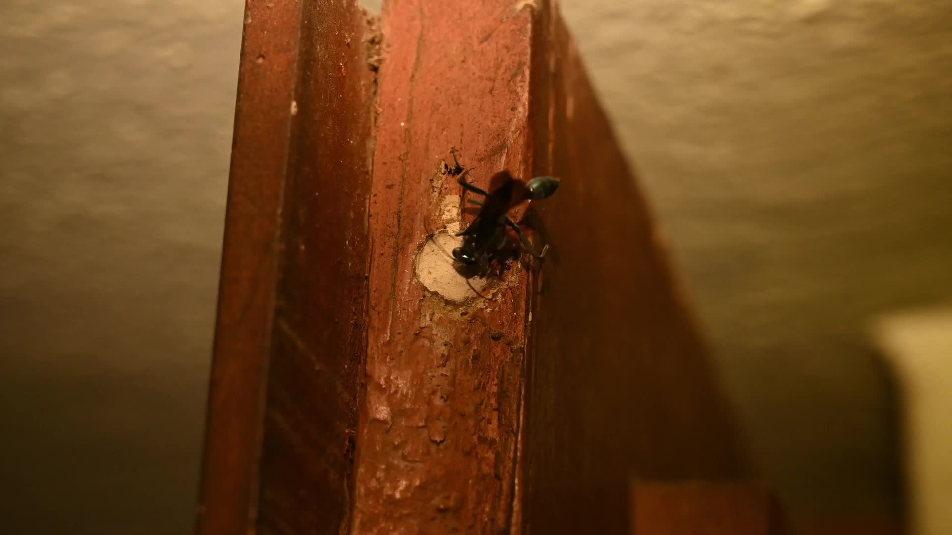 Blue mud-dauber wasp -(Chalybion bengalense) - Wasp Nest