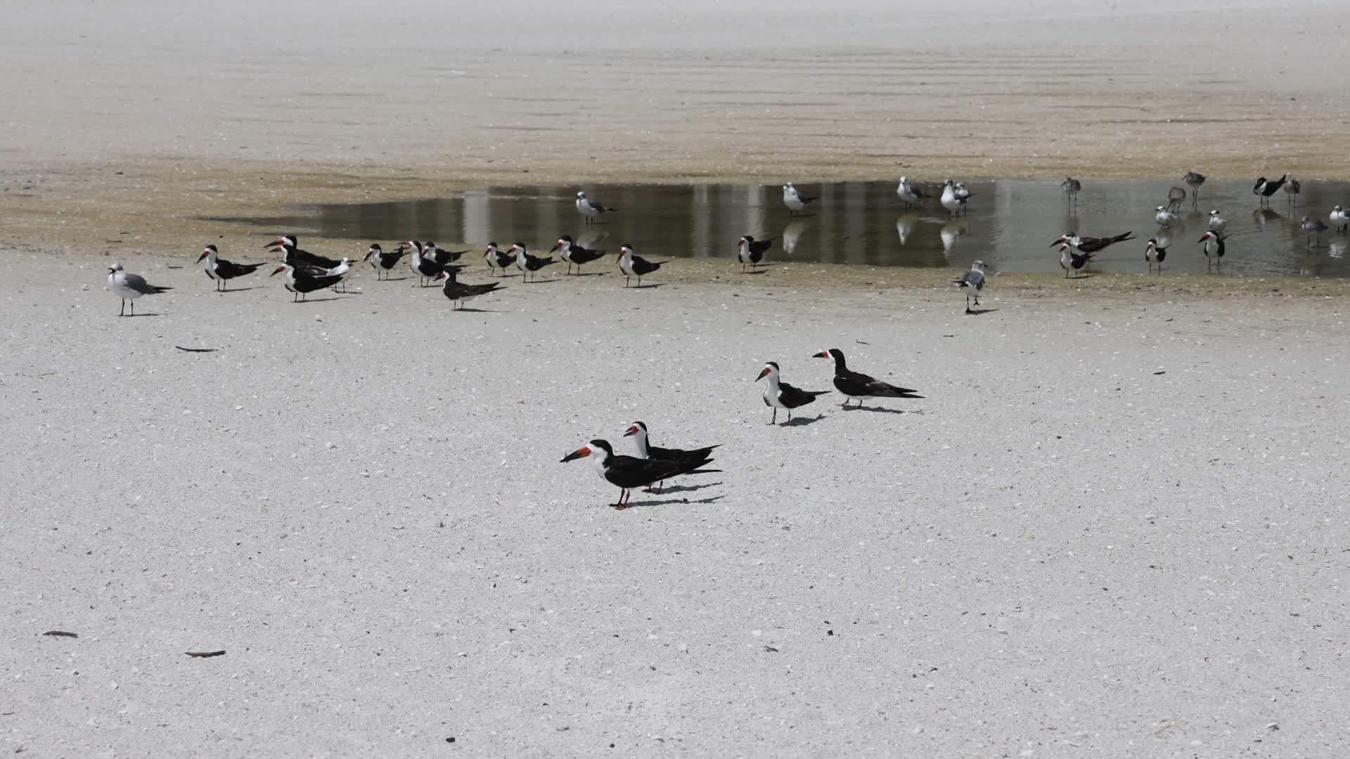 Seabirds in Florida, USA