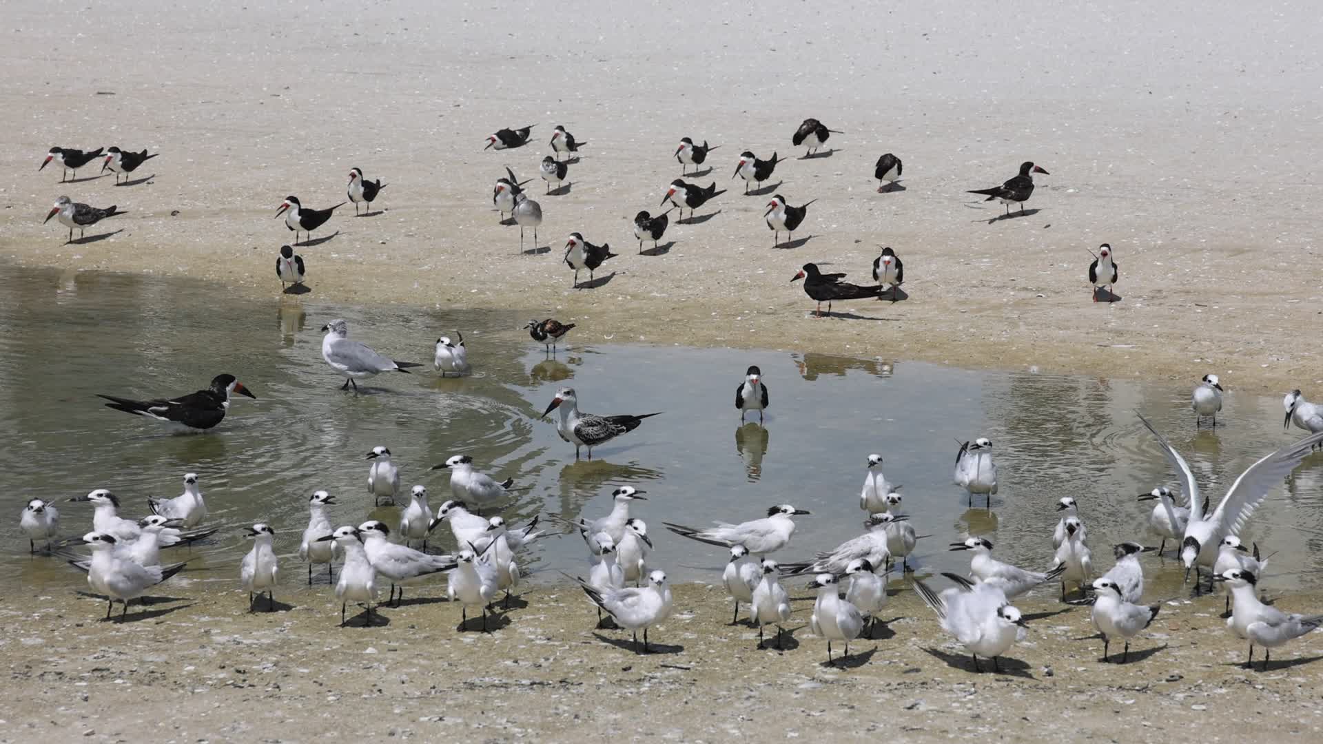 Seabirds in Florida, USA