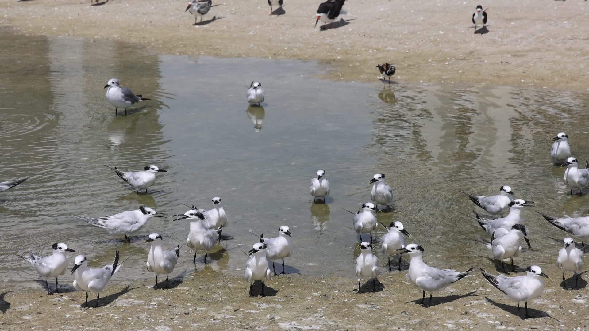 Seabirds in Florida, USA