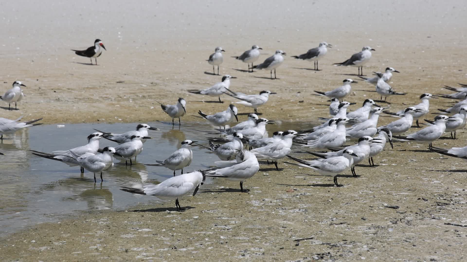Seabirds in Florida, USA
