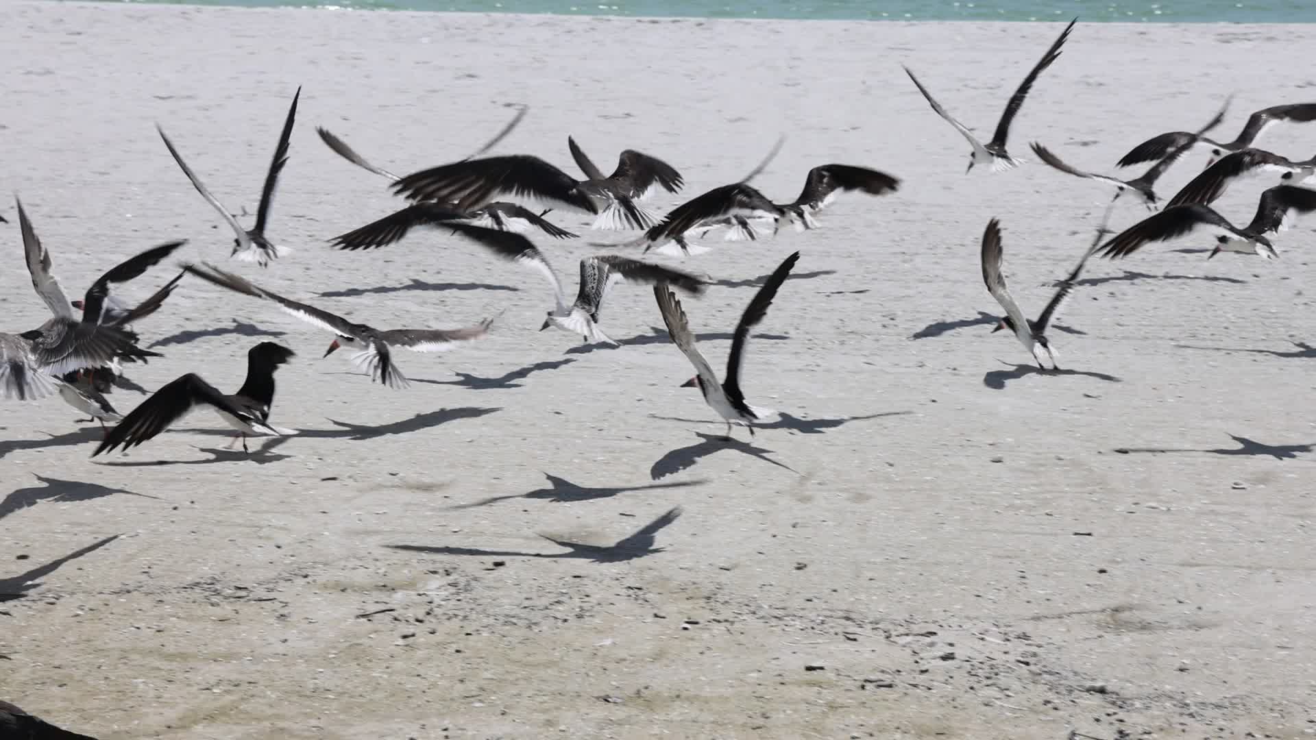 Seabirds in Florida, USA