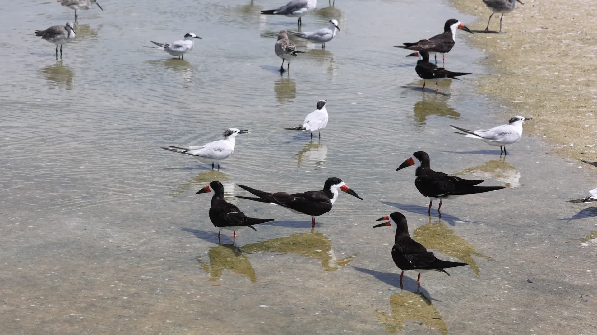 Seabirds in Florida, USA