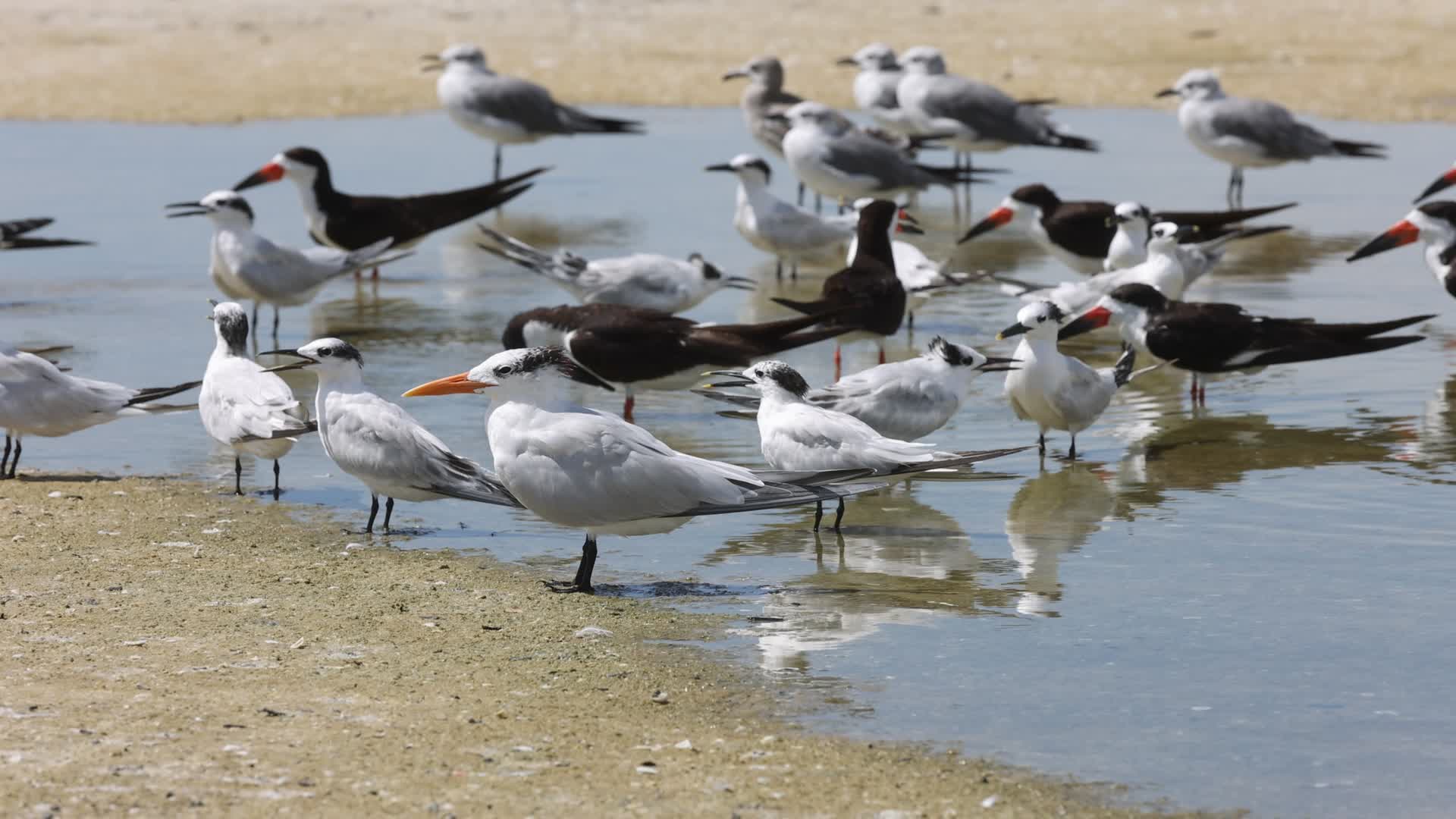 Seabirds in Florida, USA