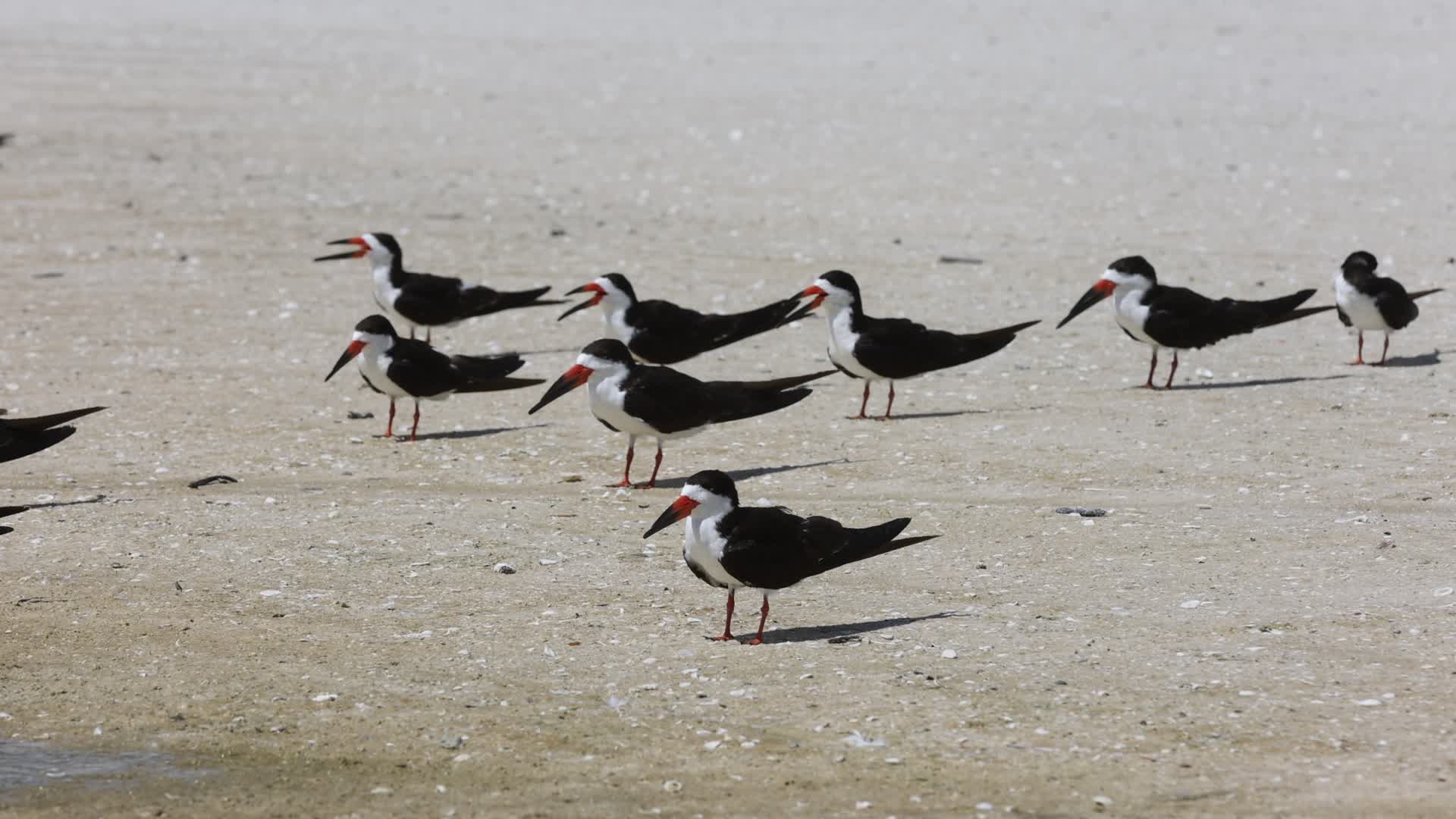 Seabirds in Florida, USA