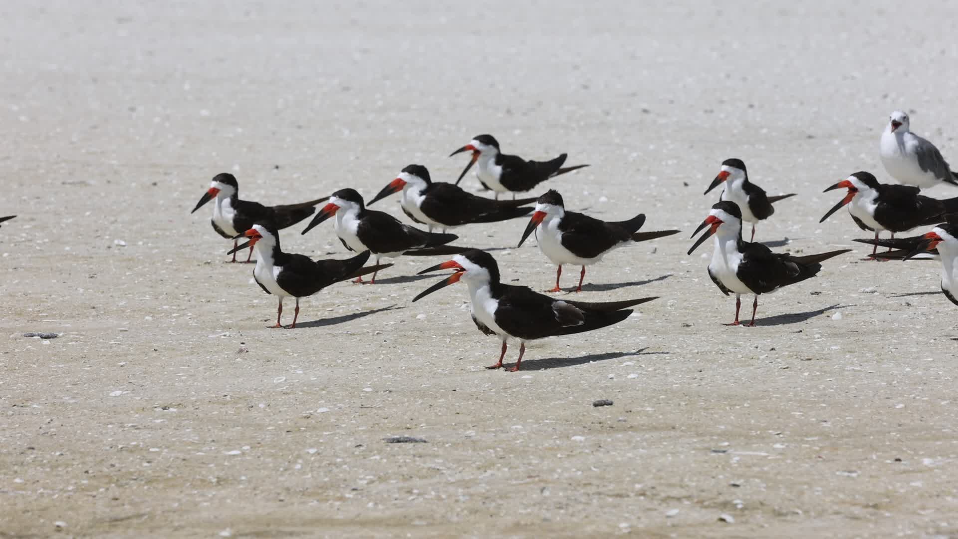 Seabirds in Florida, USA