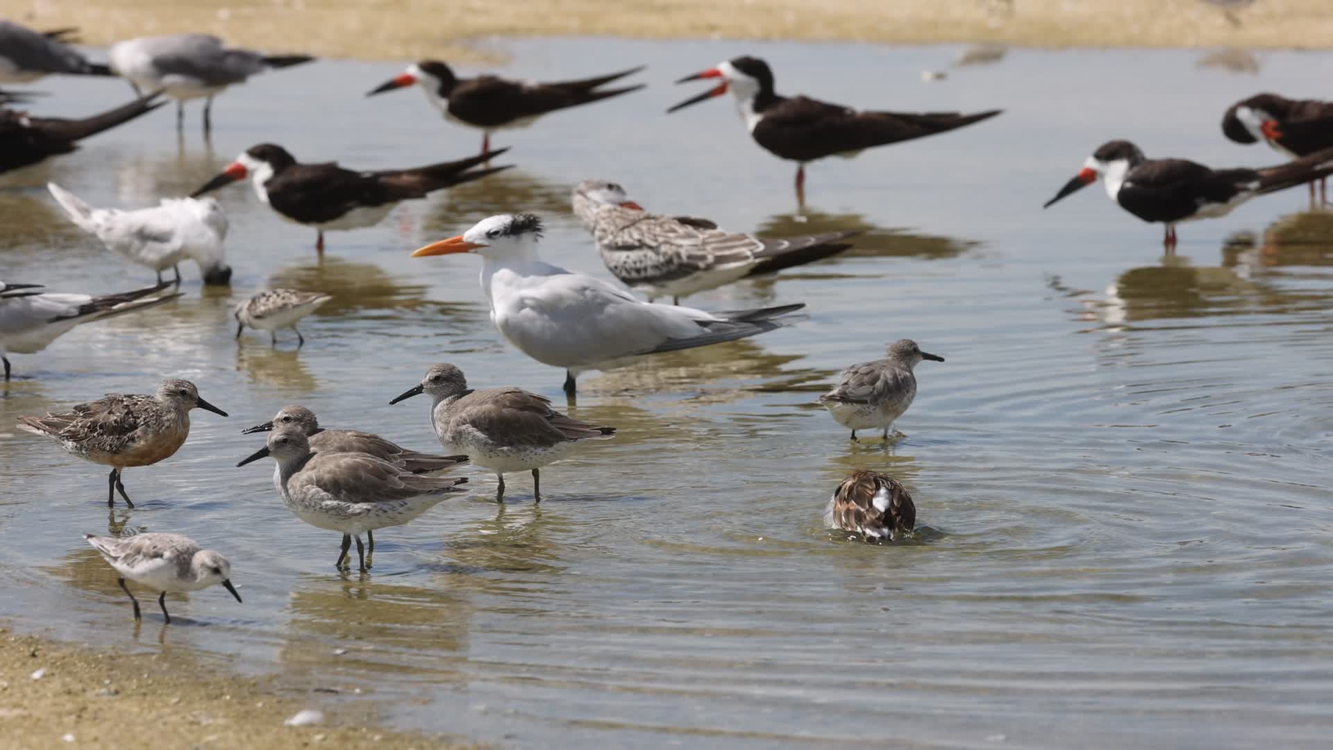 Seabirds in Florida, USA
