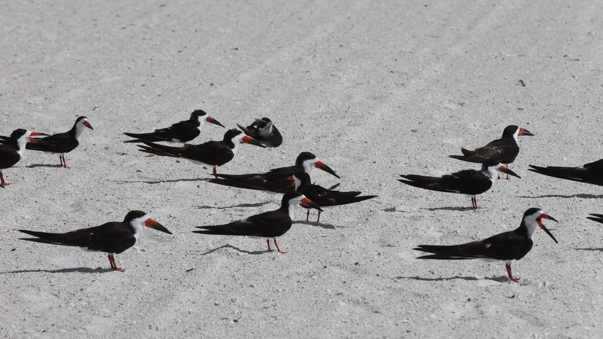 Seabirds in Florida, USA
