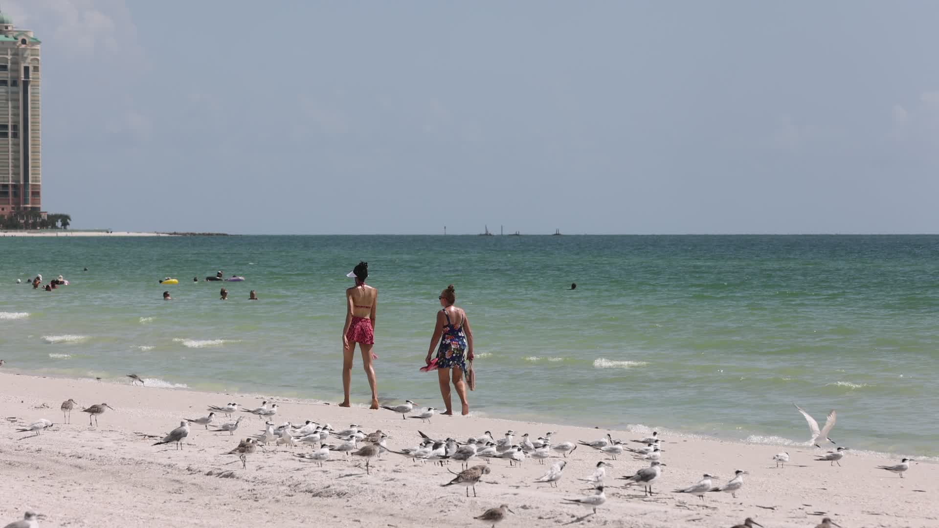 Seabirds in Florida, USA
