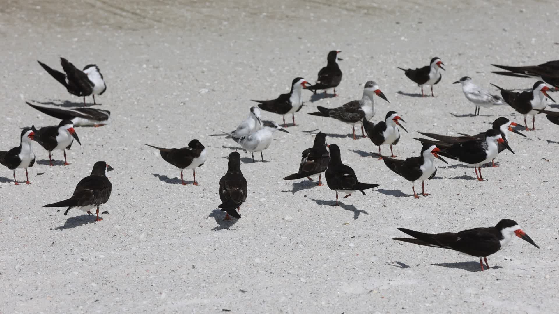 Seabirds in Florida, USA