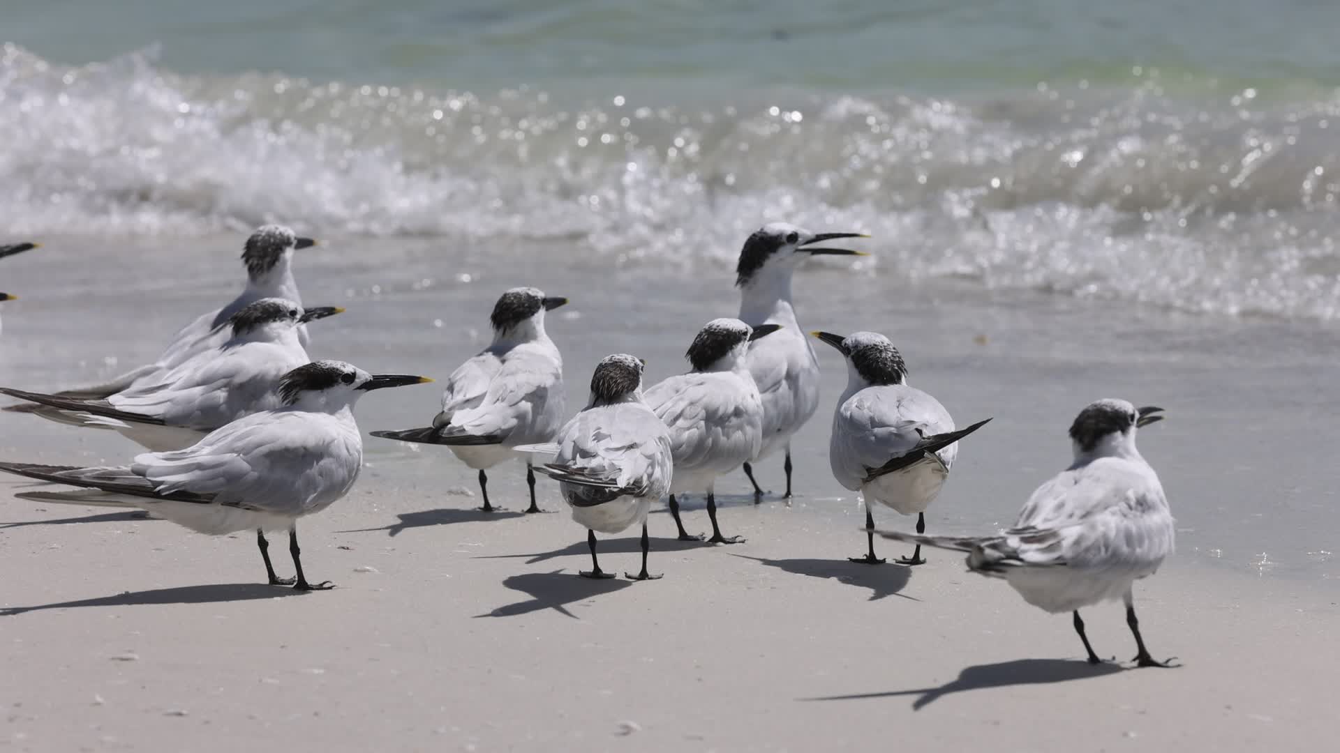 Seabirds in Florida, USA