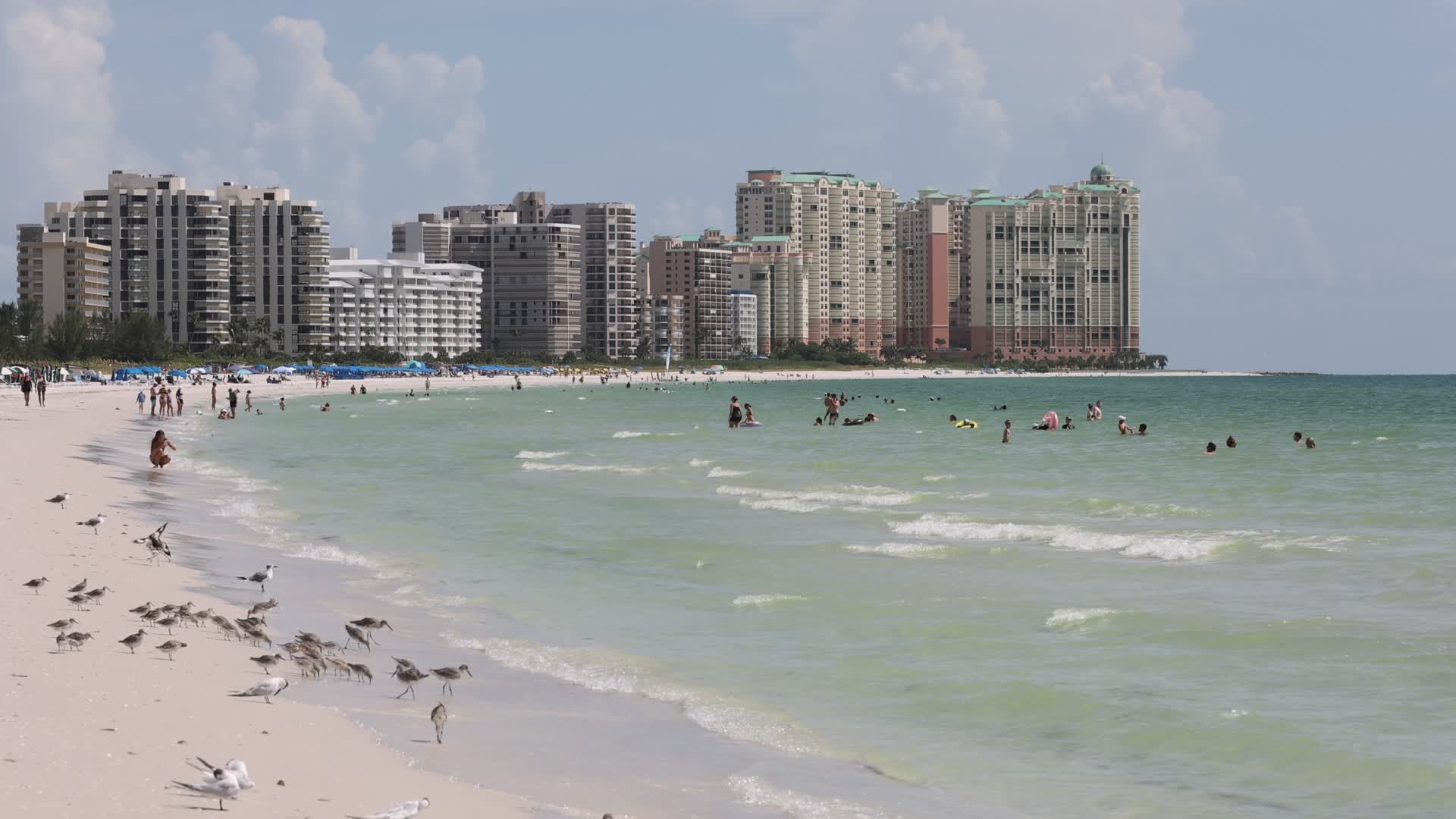 Seabirds in Florida, USA