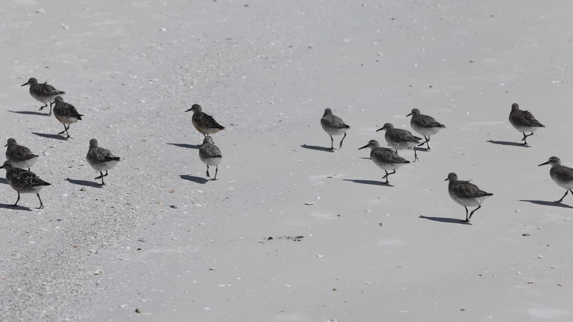 Seabirds in Florida, USA