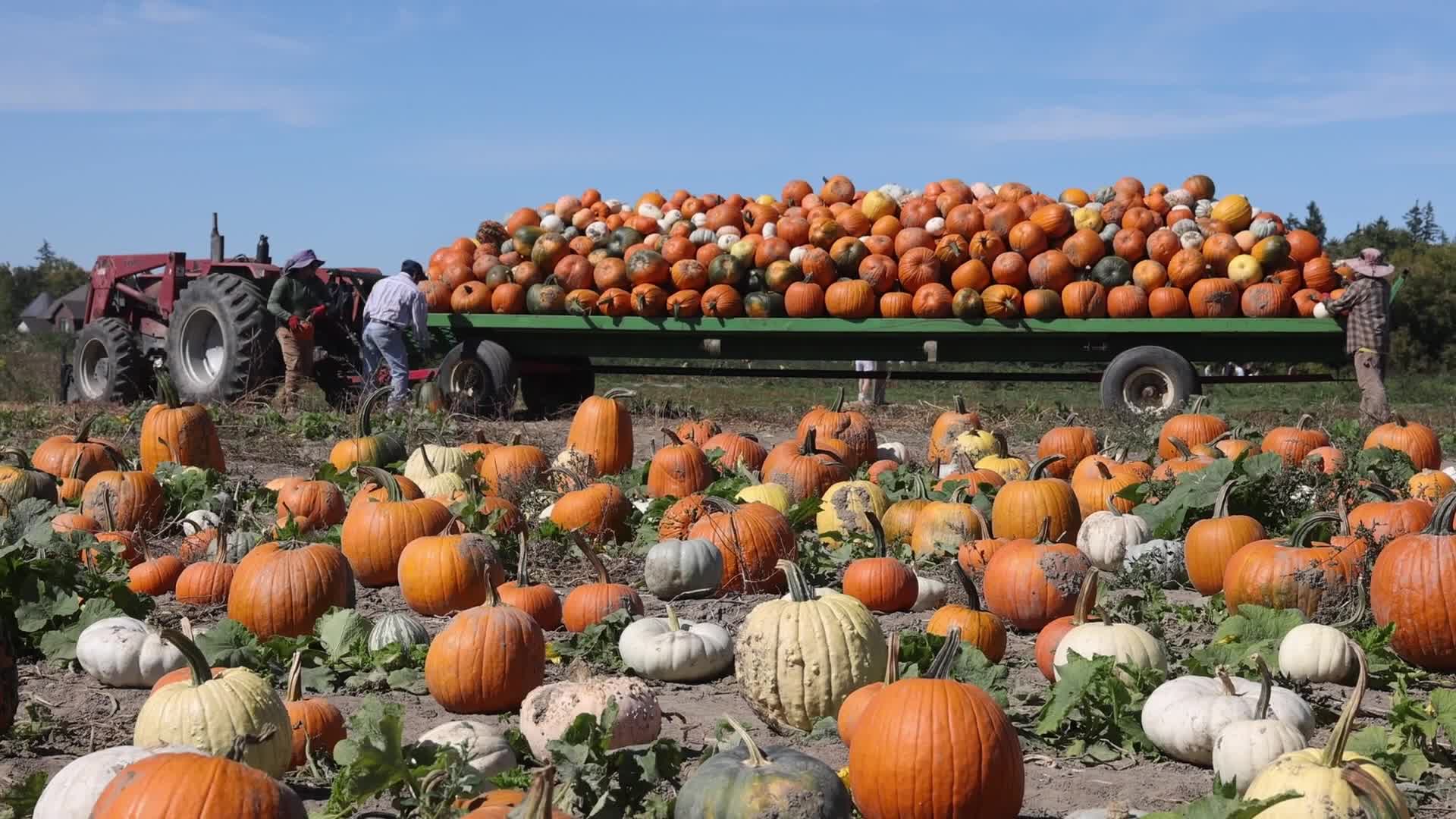 Migrant farm workers from Mexico unload pumpkins at a farm in Canada