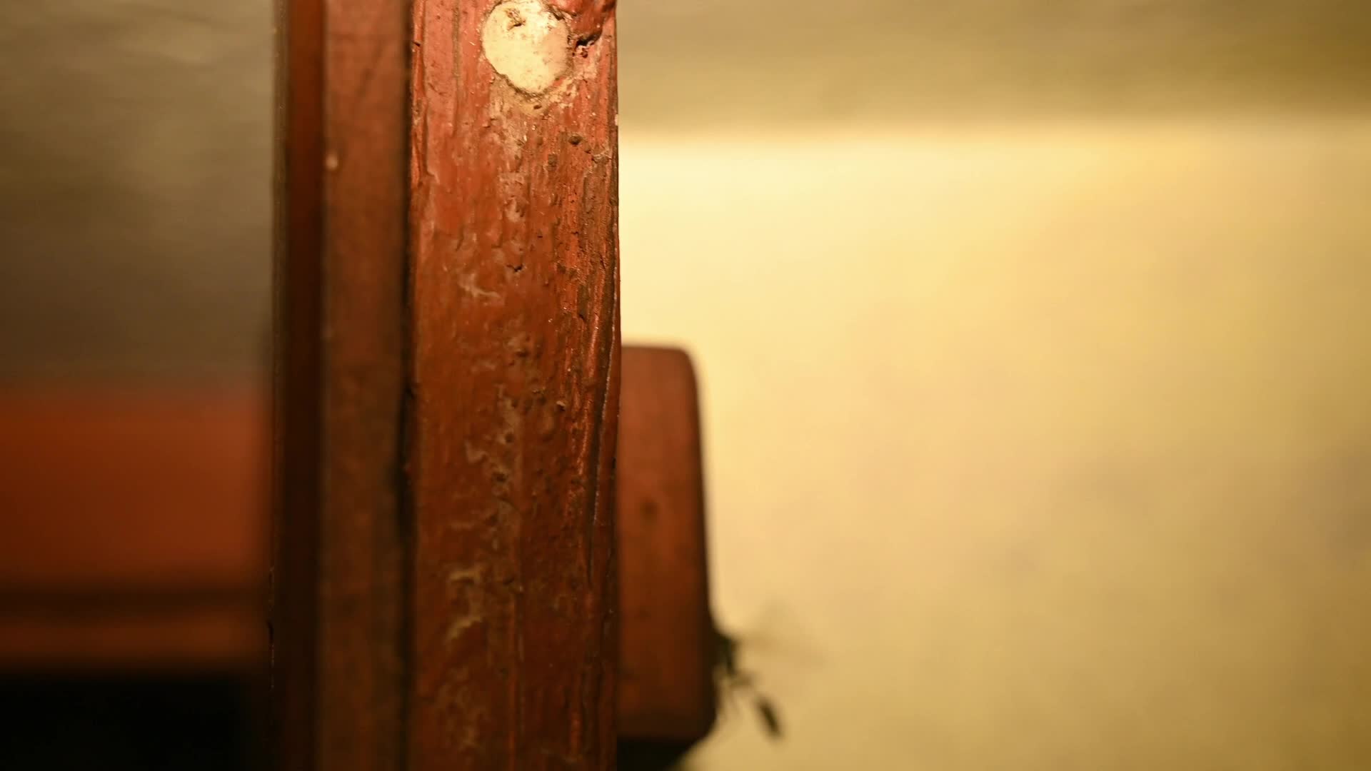 Blue mud-dauber wasp -(Chalybion bengalense) - Wasp Nest