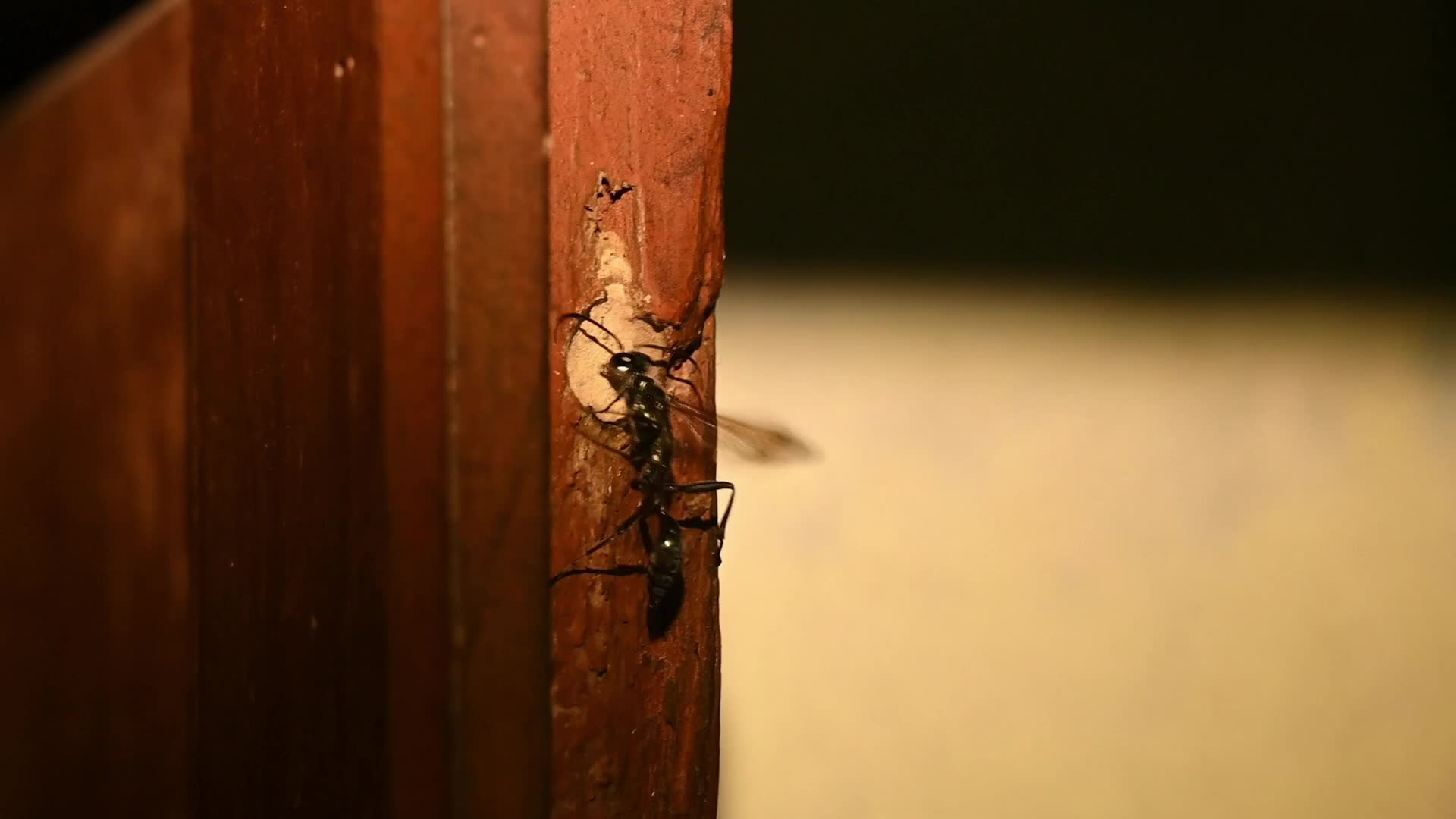 Blue mud-dauber wasp -(Chalybion bengalense) - Wasp Nest