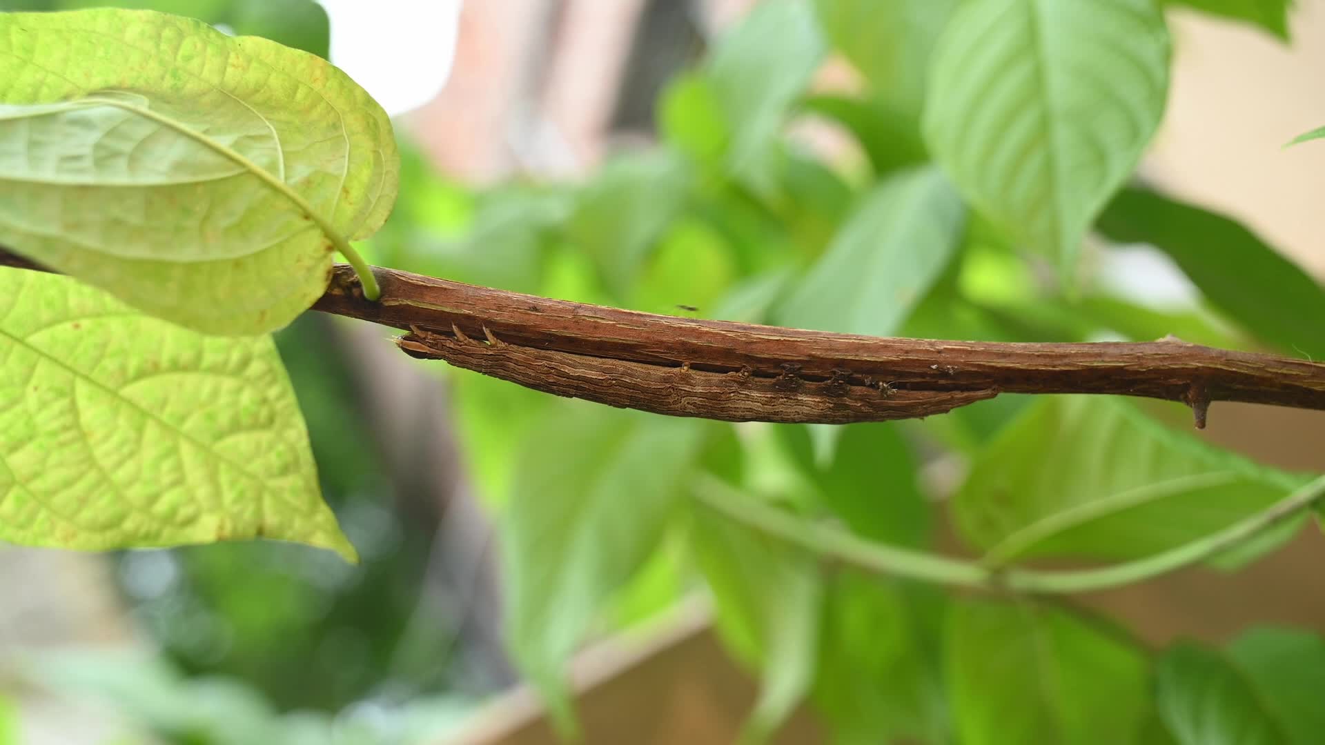 Inchworm Camouflage - Stick-like caterpillar - Combretum indicum vine - Animal India
