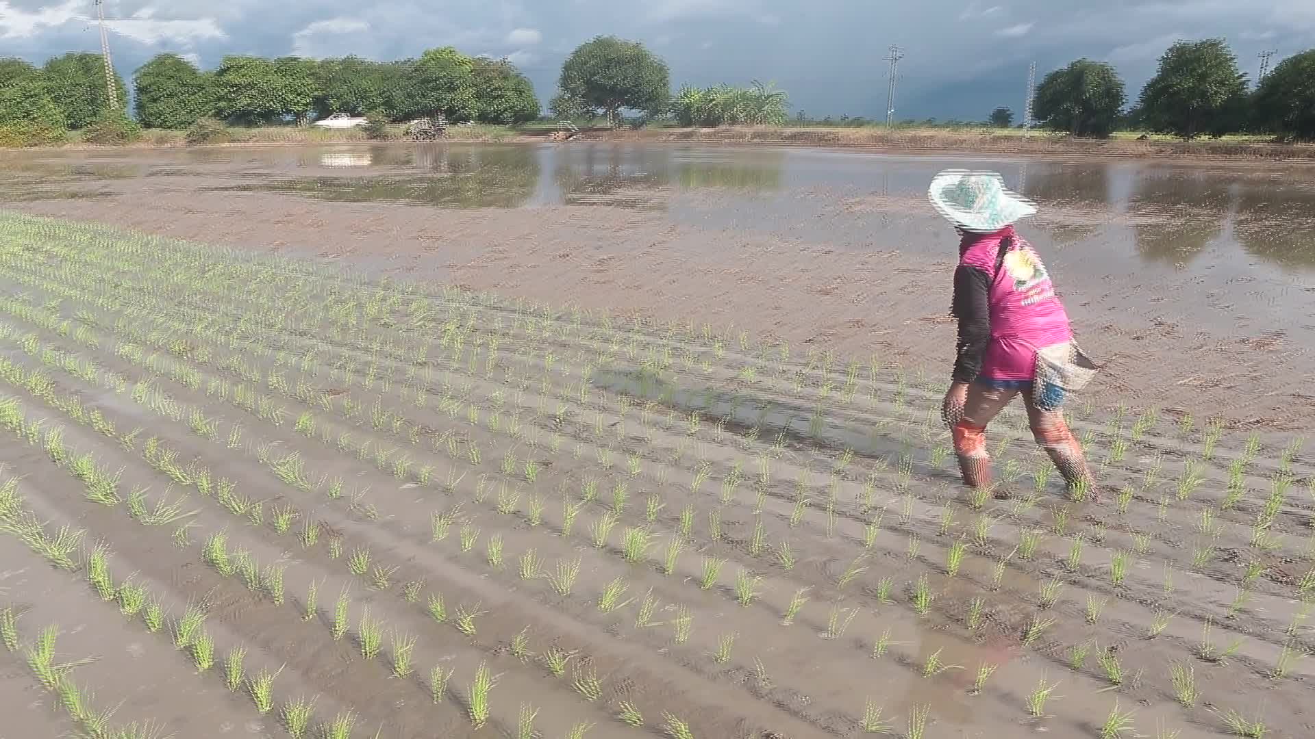 Thailand-Daily Life/Agriculture - 09/25/2026