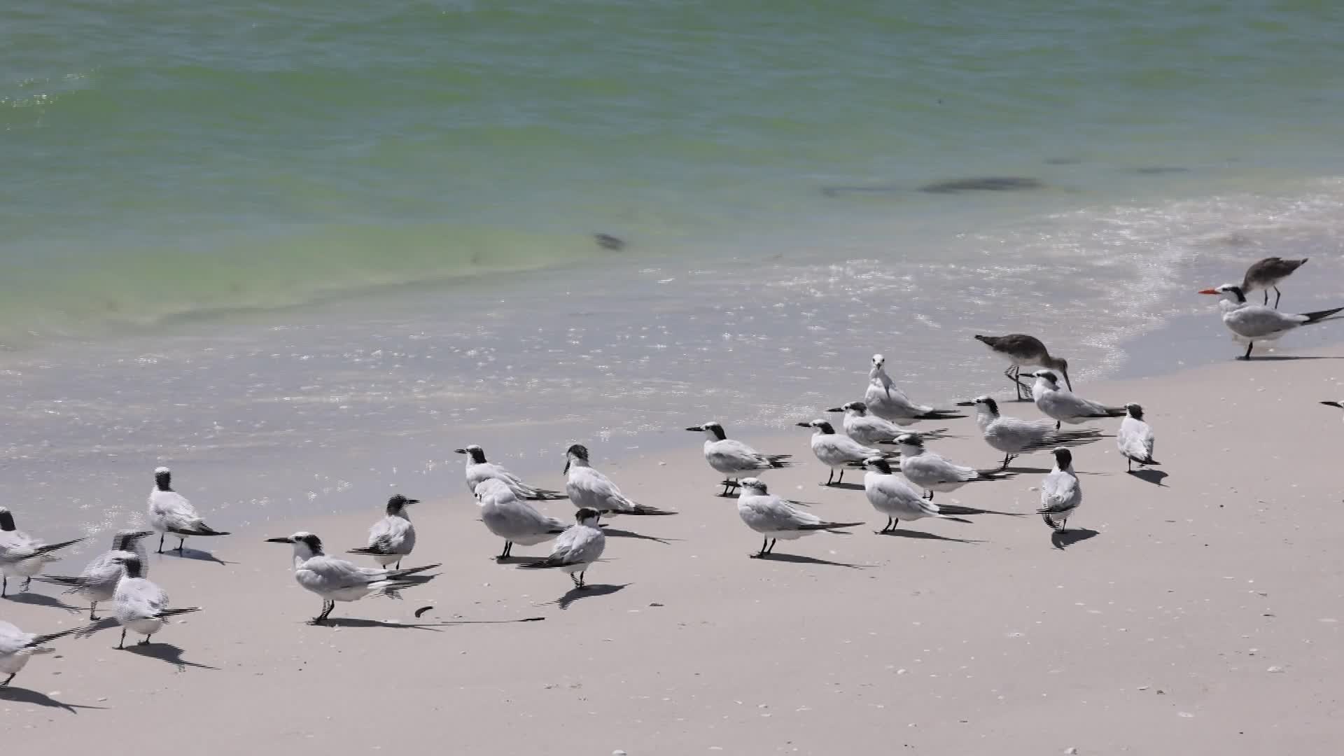 Seabirds in Florida, USA - 08/26/2026