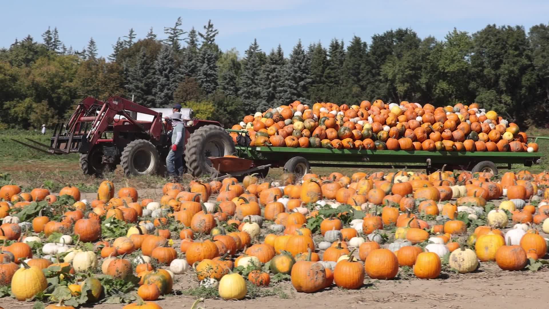 Migrant farm workers from Mexico unload pumpkins at a farm in Canada - 09/27/2026