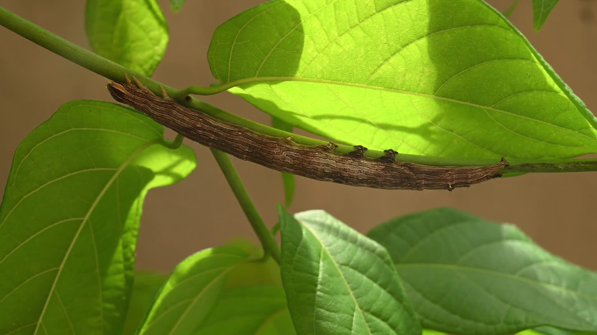 Inchworm Camouflage - Stick-like caterpillar - Combretum indicum vine - Animal India - 09/10/2026