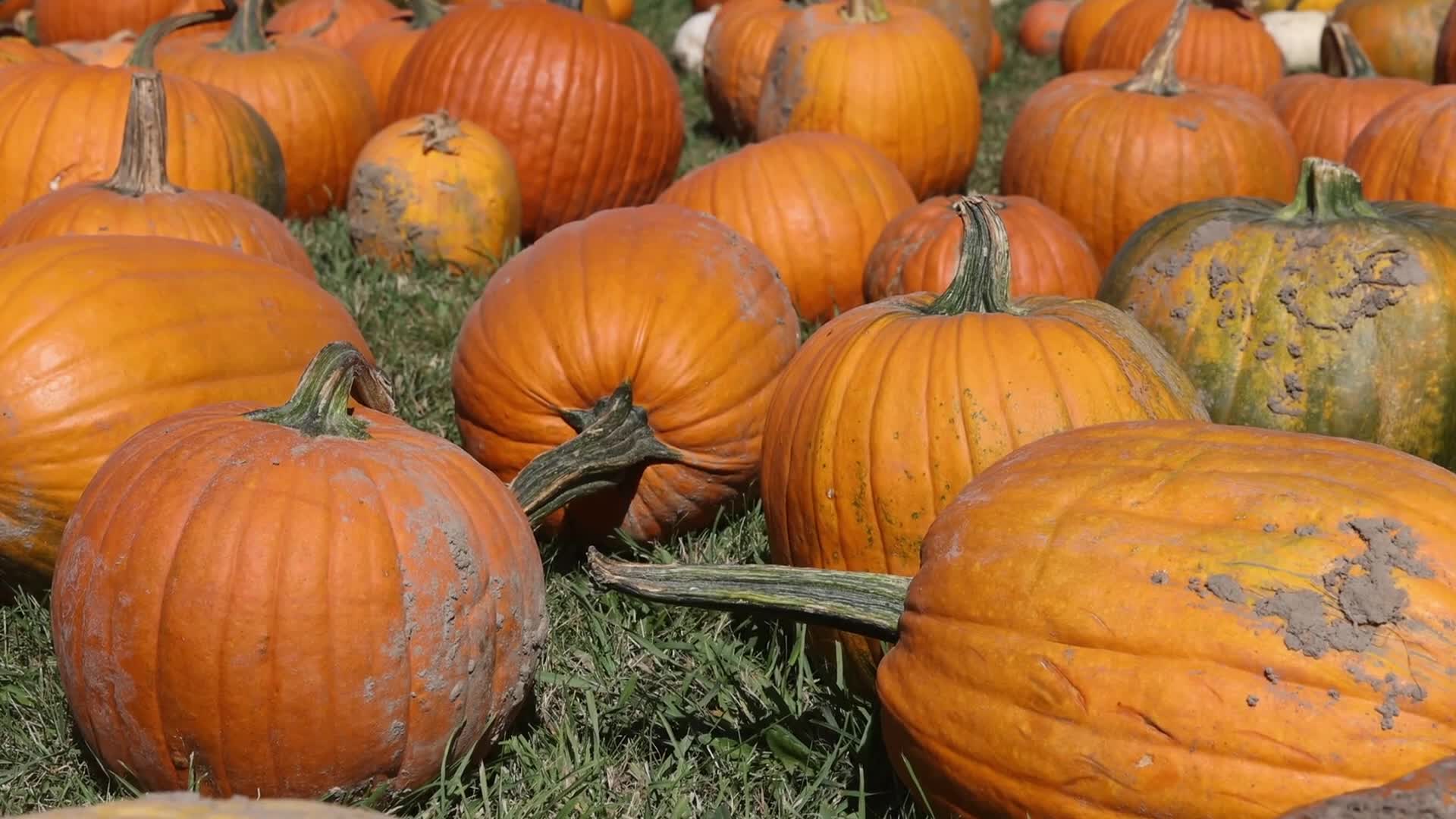 Autumn season arrives in Canada