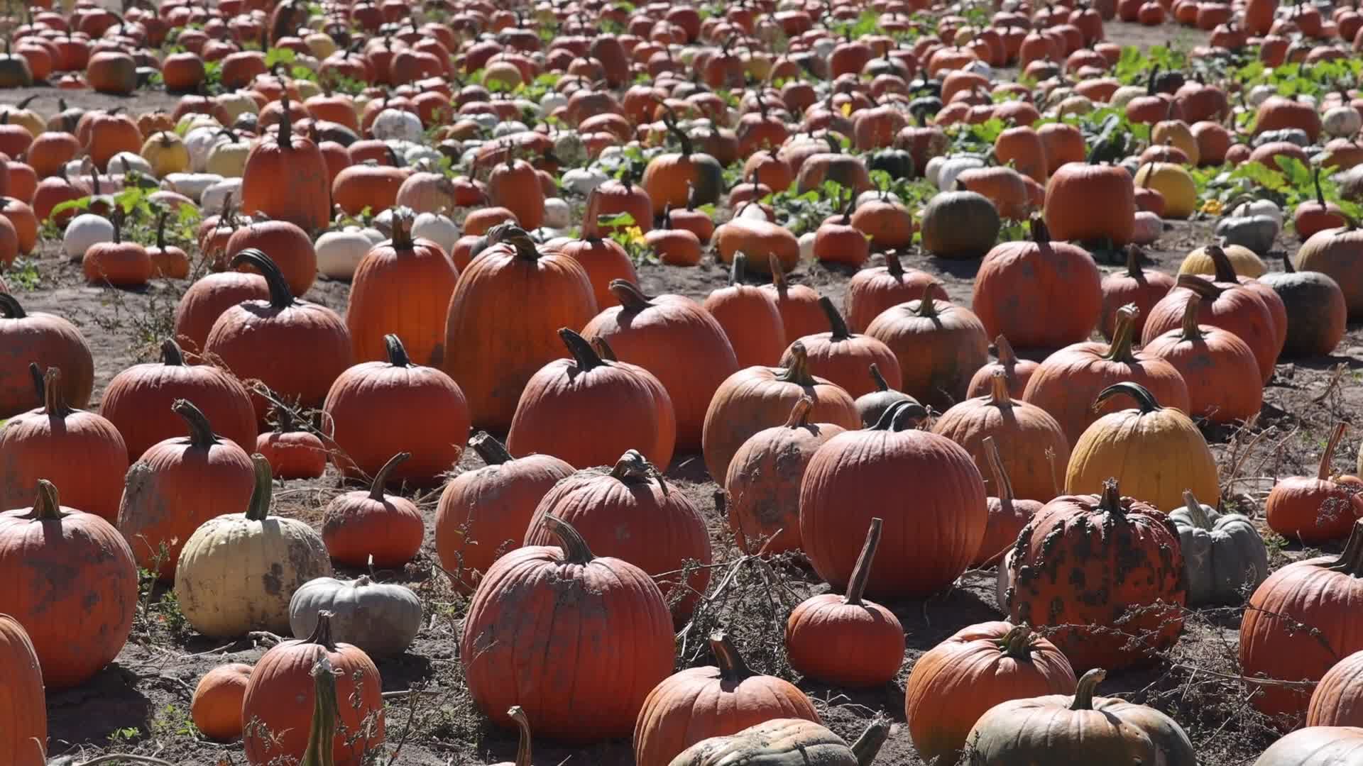Autumn season arrives in Canada