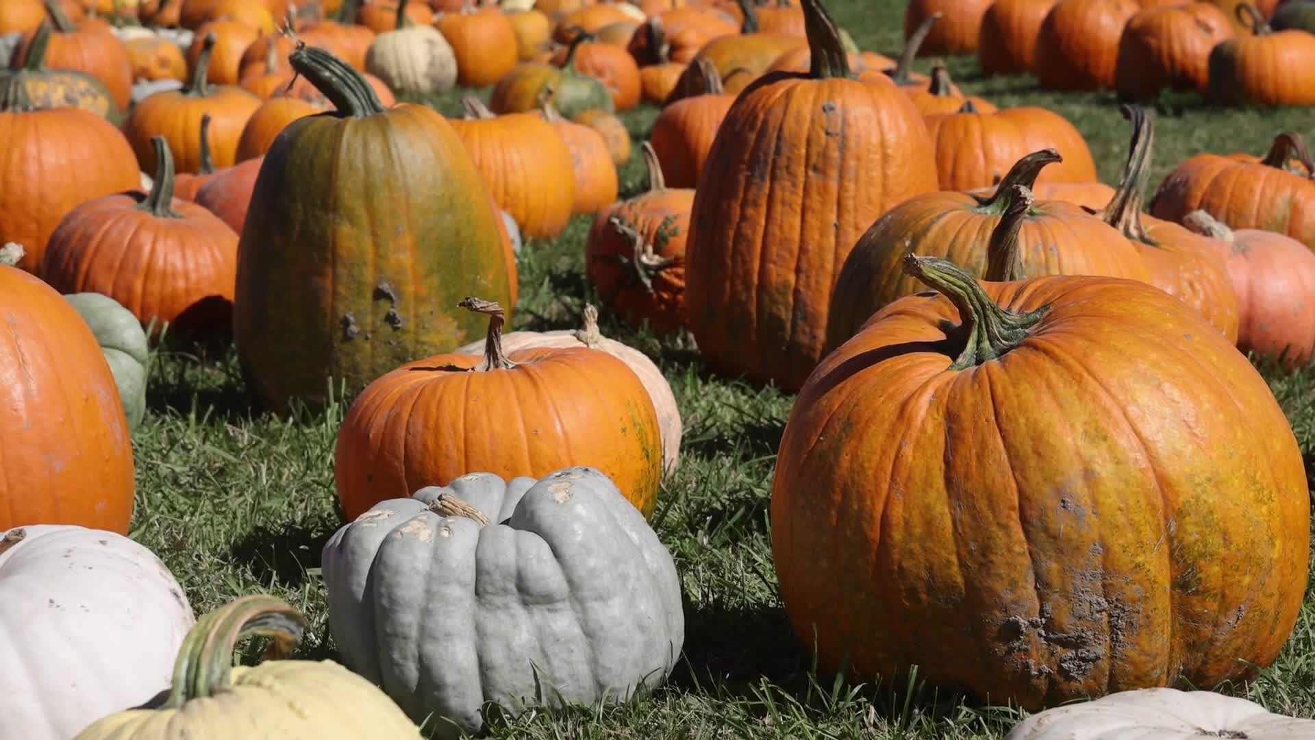 Autumn season arrives in Canada