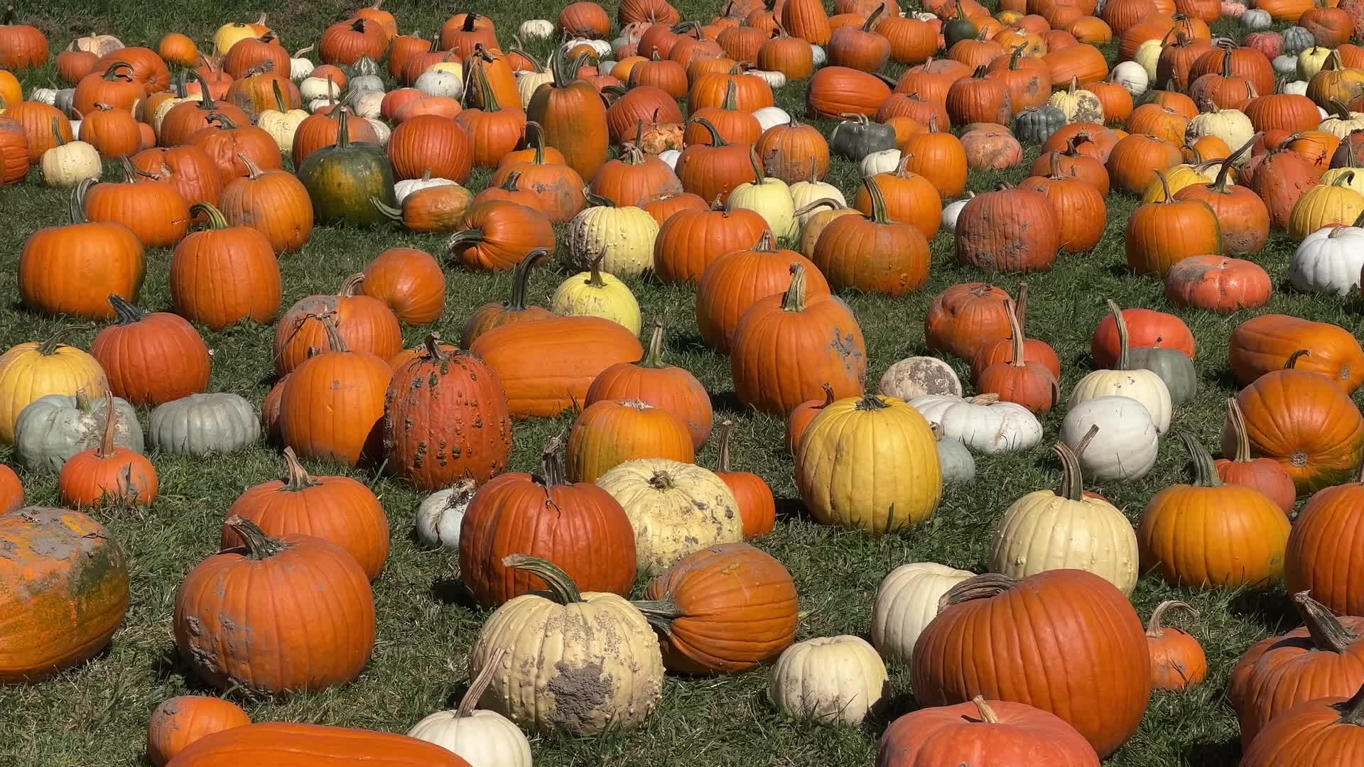 Autumn season arrives in Canada