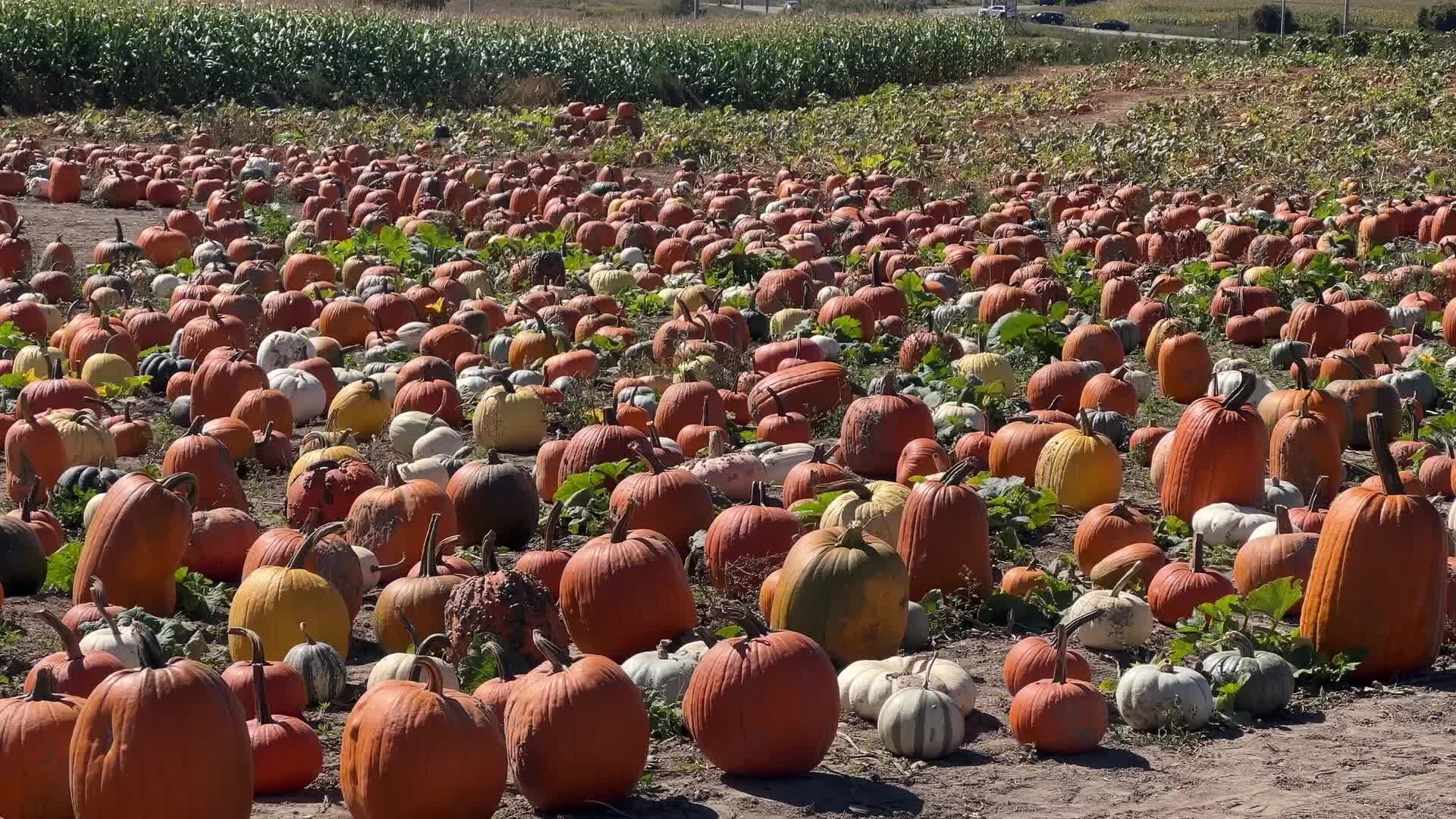 Autumn season arrives in Canada