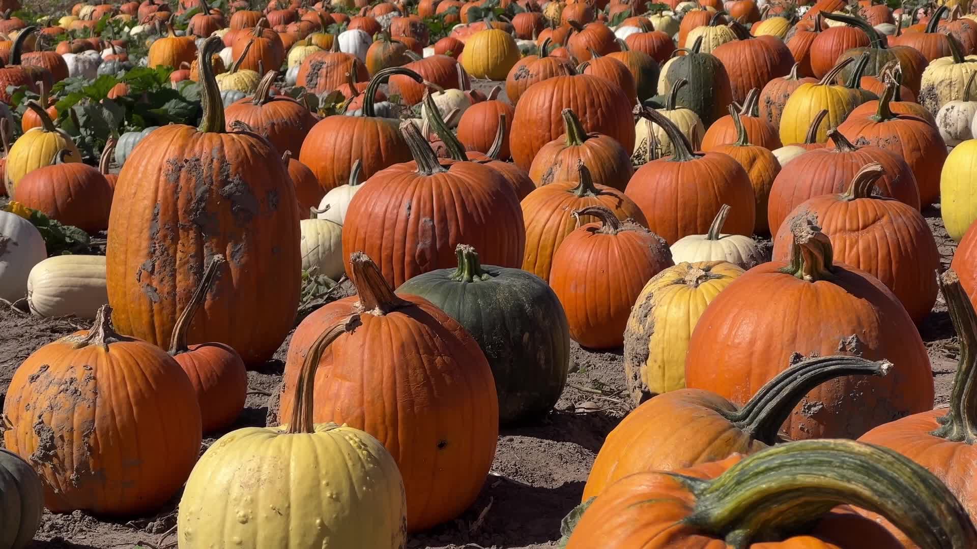 Autumn season arrives in Canada