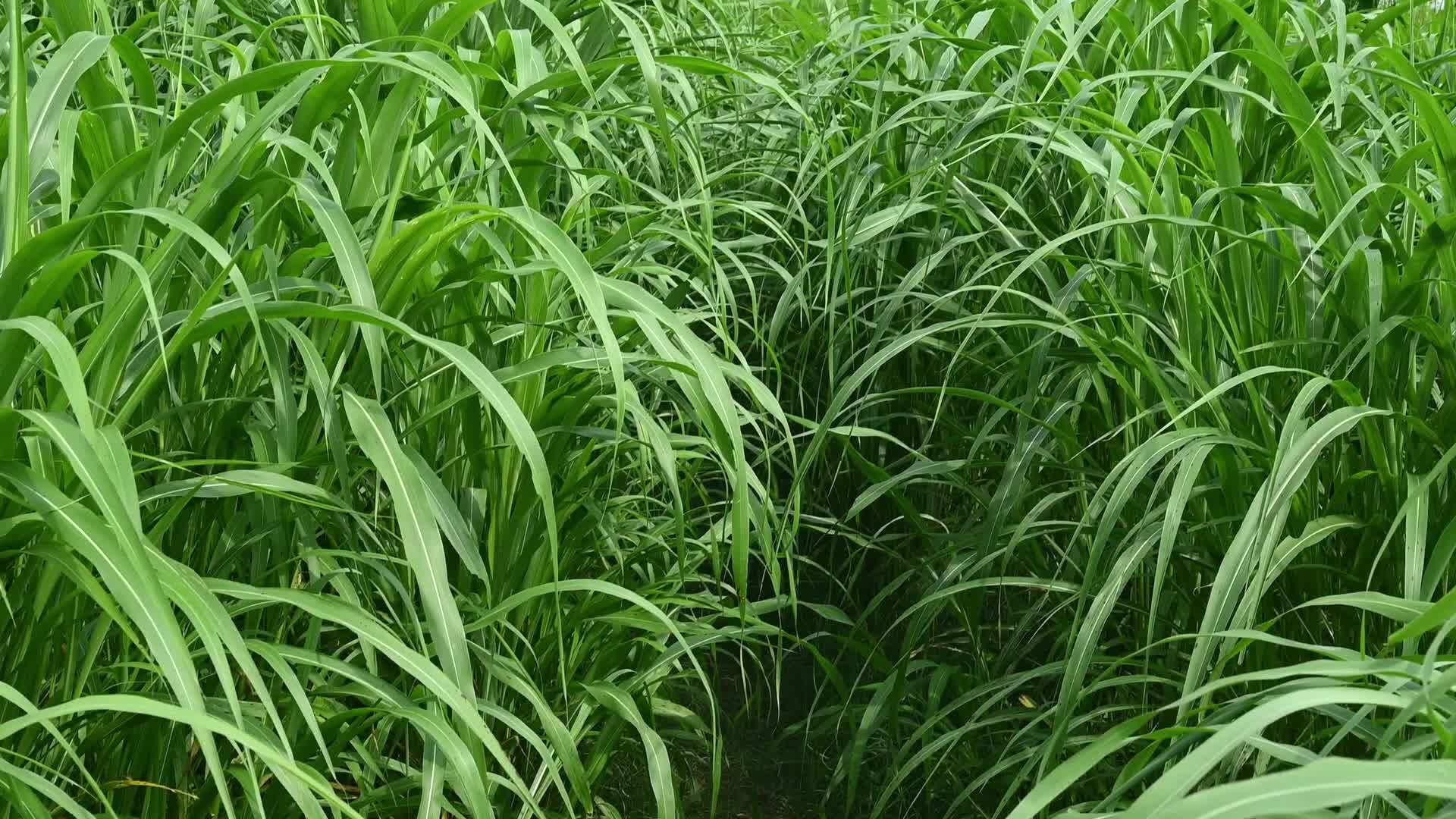 Gamagrass - Livestock forage and fodder crop